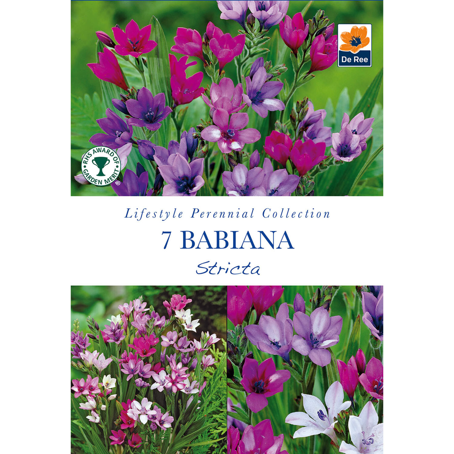 Lifestyle Perennial Bulbs Collection Image 20