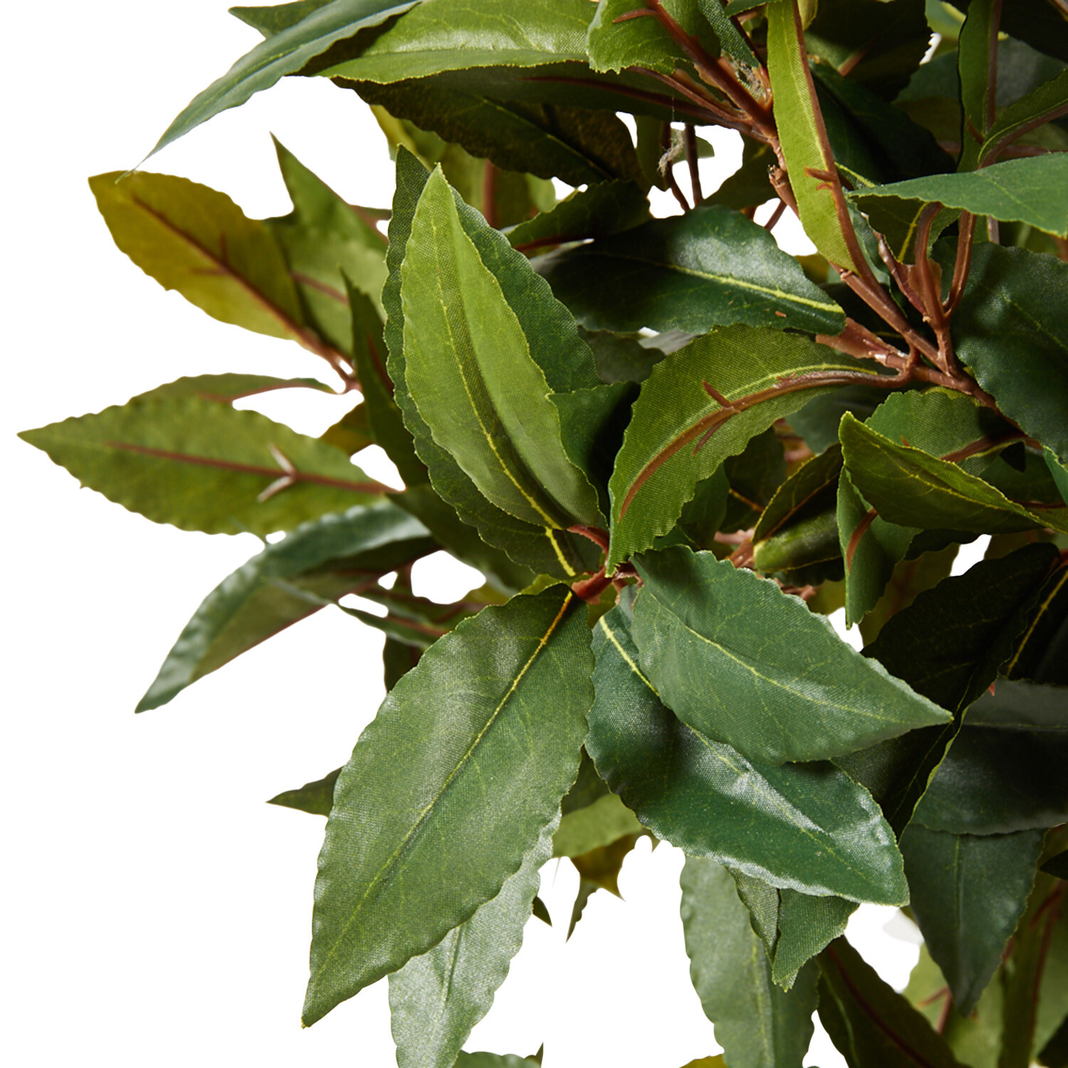 Topiary Style Single Trunk Bay Leaf Tree - Green Image 4