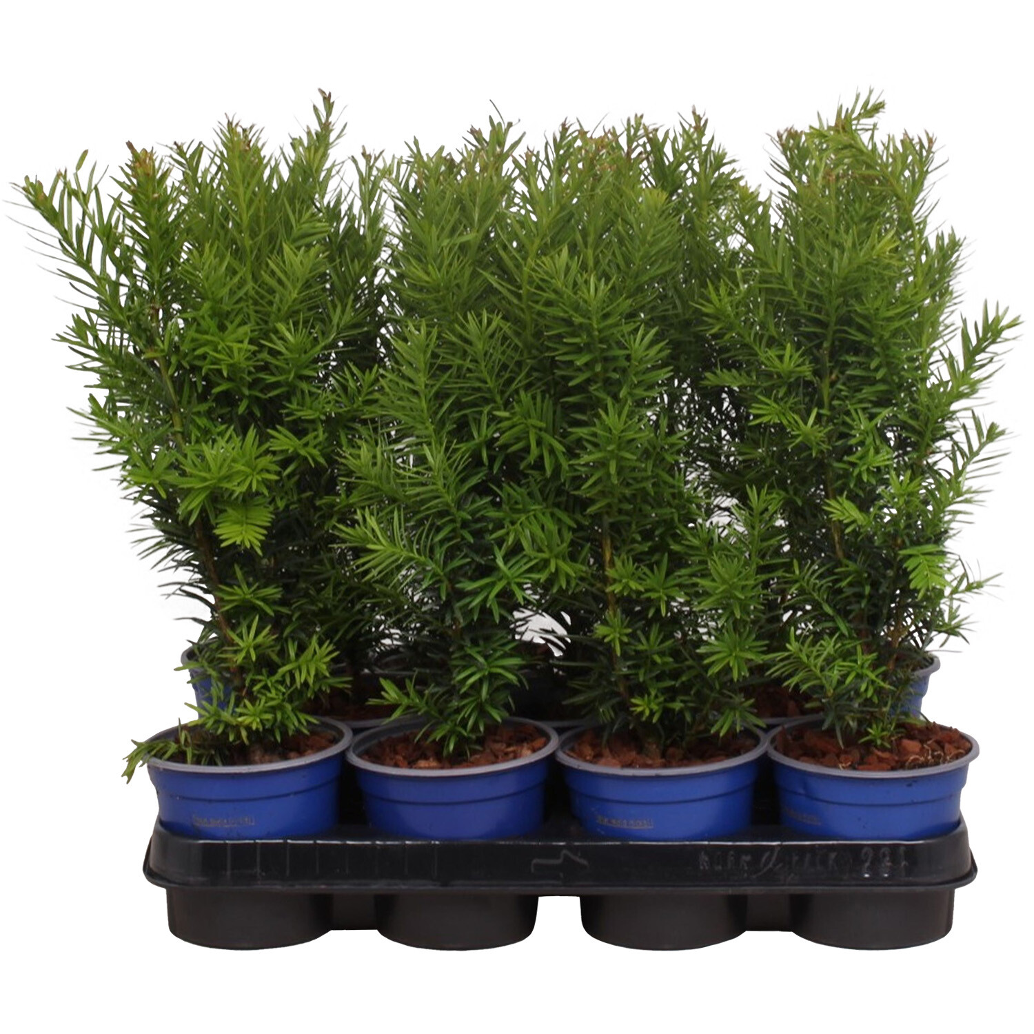 Taxus Media Hicksii 11cm - Dark Green Image