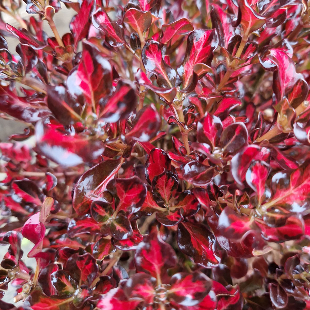 YouGarden Mirror Bush Coprosma Northern Lights Plant Pot 9cm 3 Pack Image 3