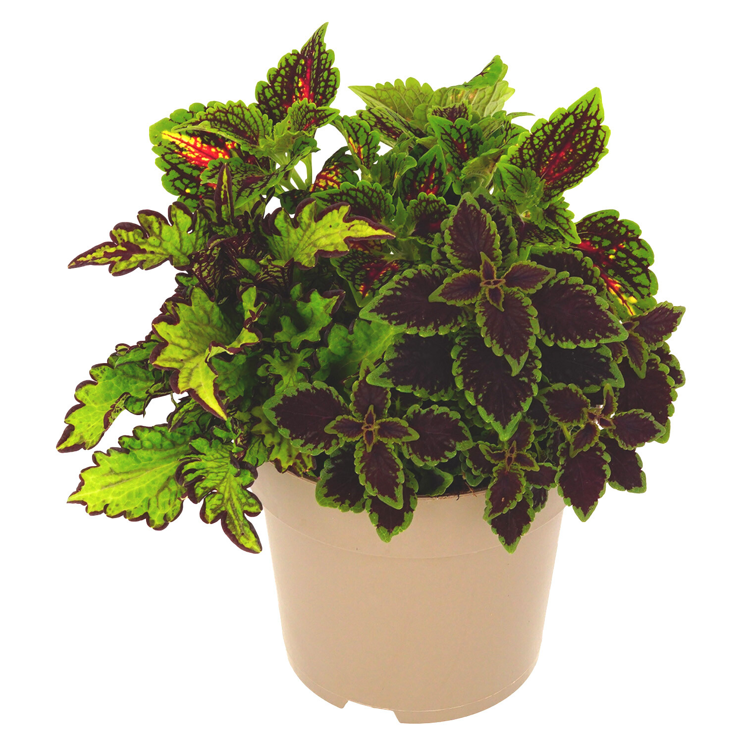 Coleus Bedding Image