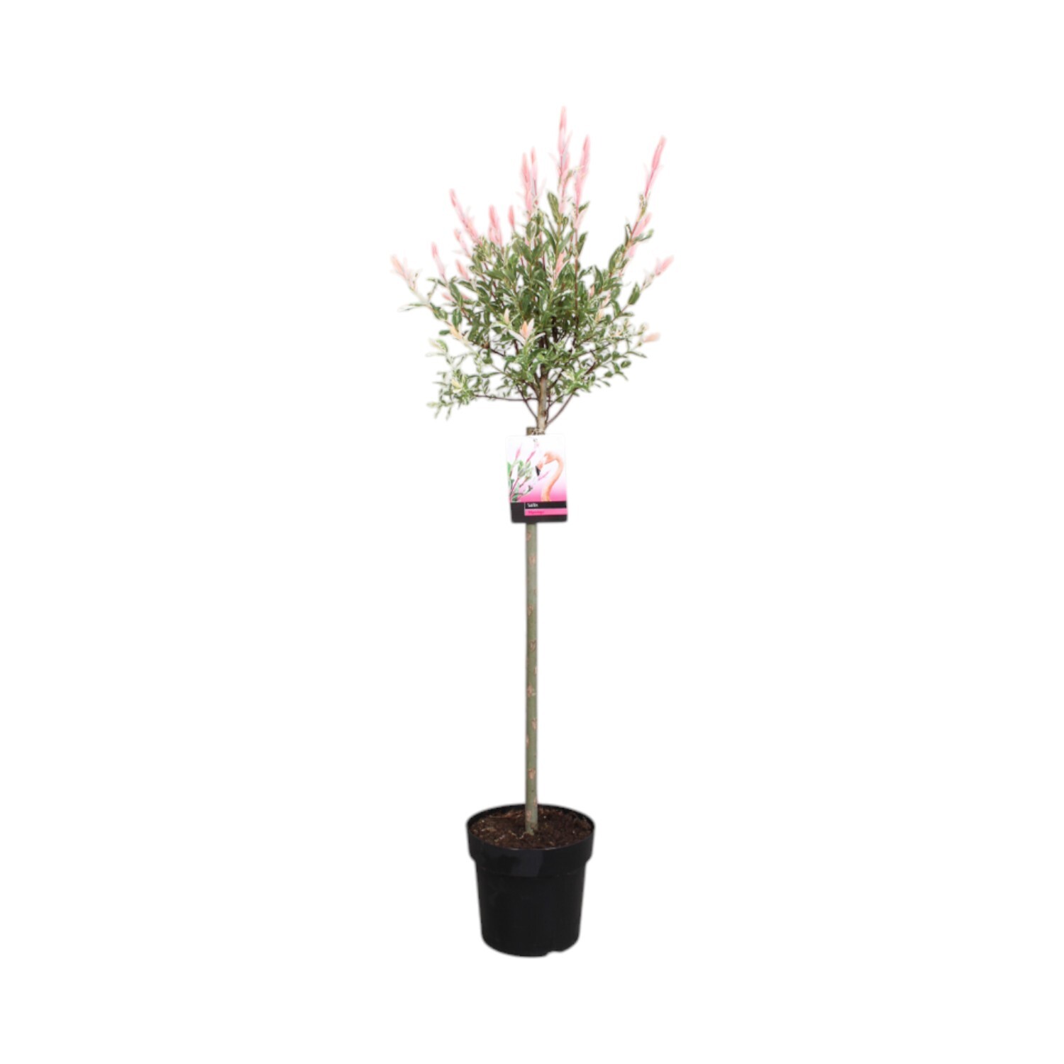 Salix Integra Flamingo Plant Pink Image 1