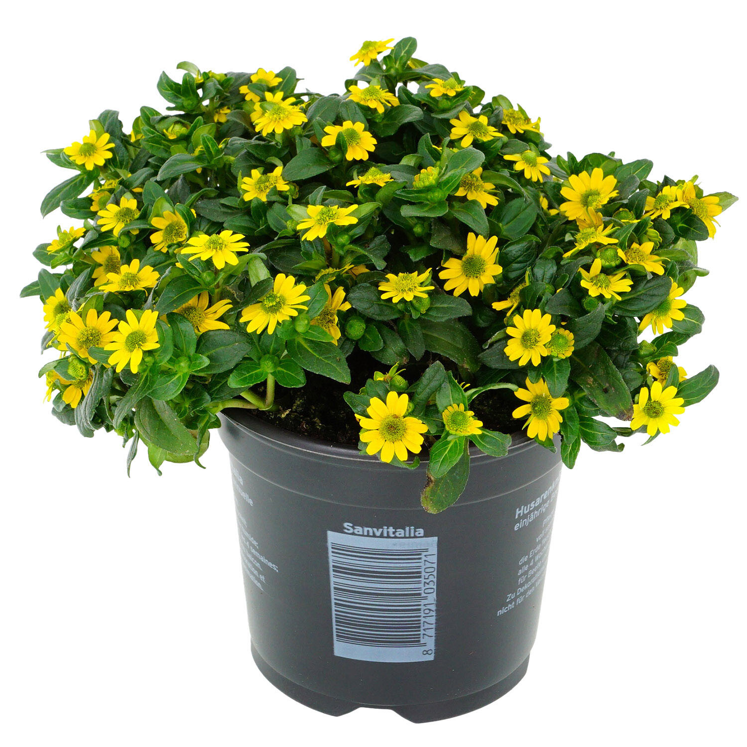 Sanvitalia Bedding  - Yellow Image