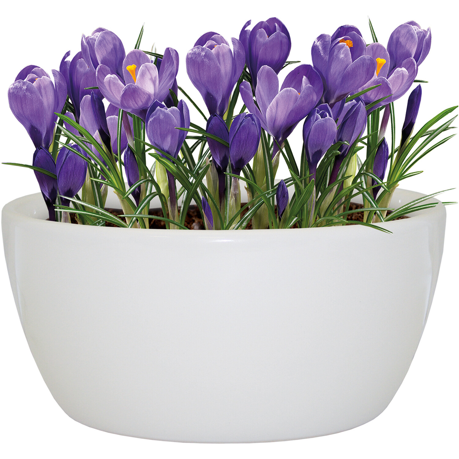 Ceramic Crocus Bowl - White and Purple Image 2