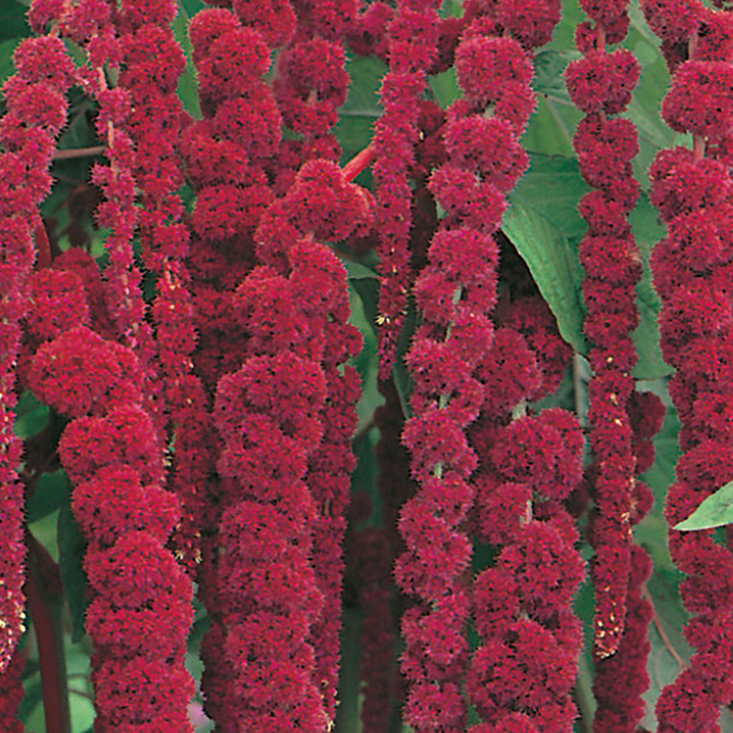 Johnsons Amaranthus Love Lies Bleeding Flower Seeds Image 1