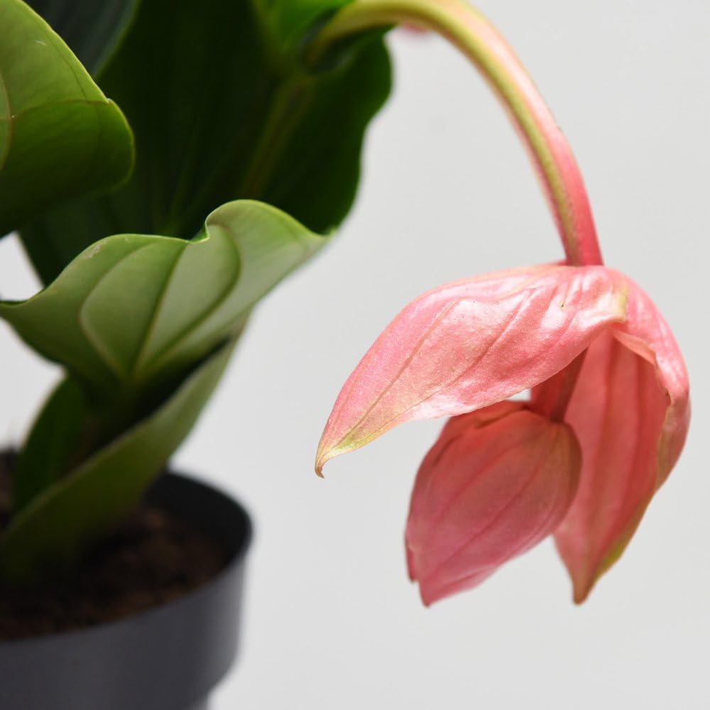 Thompson and Morgan Medinilla Magnifica Flamenco Plant Pot 17cm Image 3