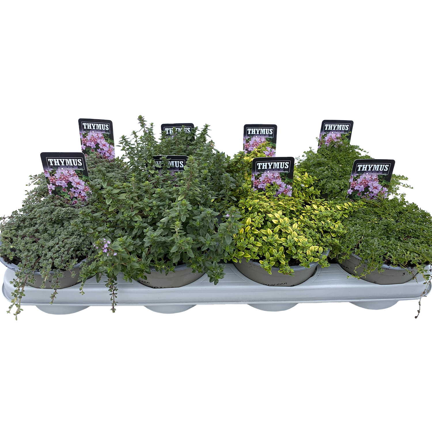 Thymus 14cm - Green Image