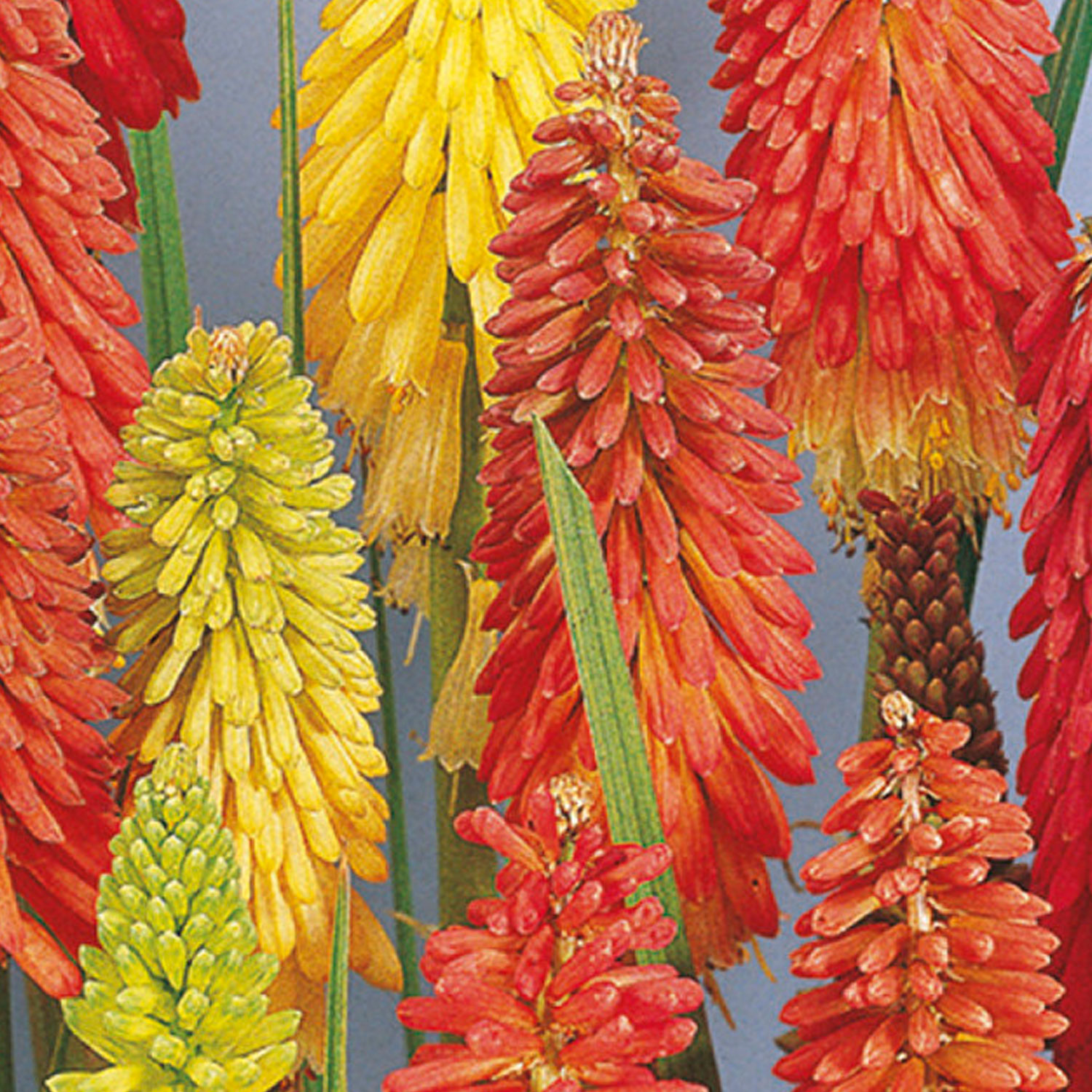 Johnsons Red Hot Poker Flamenco Flower Seeds Image 1