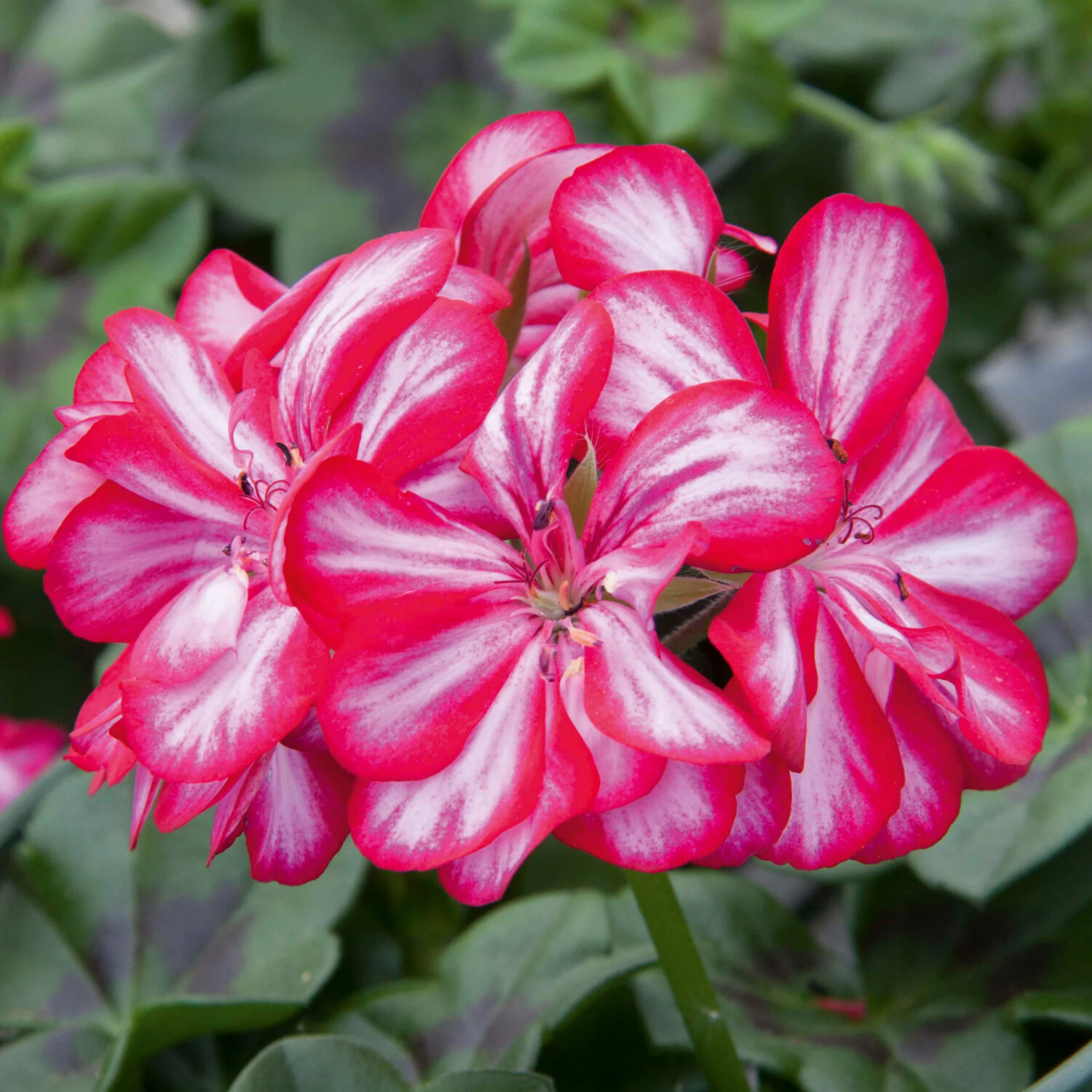 Red and White Pelargonium Pelt Pot - Red and White Image