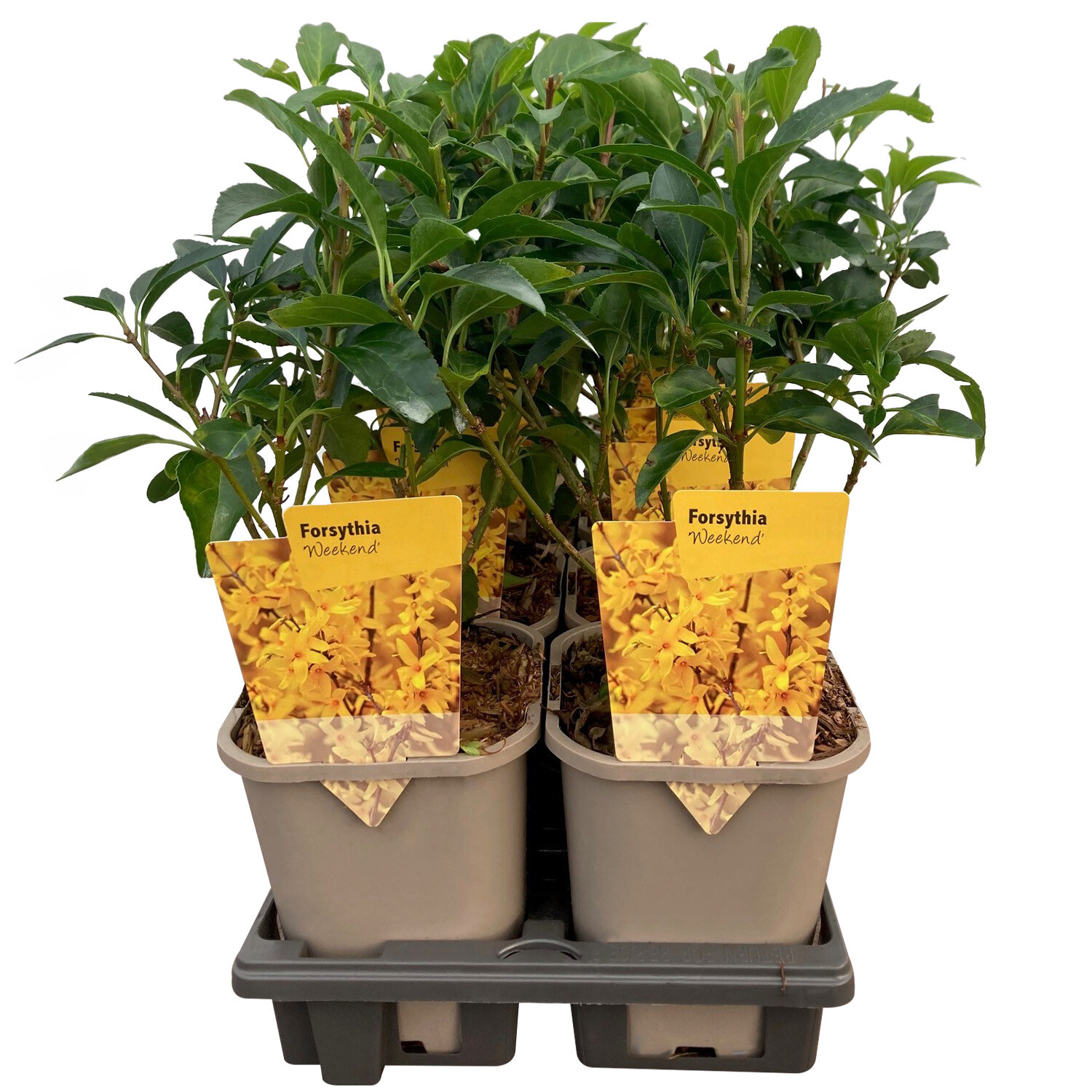 Forsythia Weekend - Yellow Image