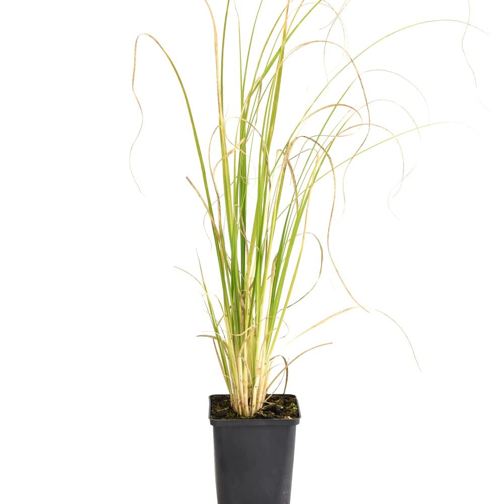 Thompson and Morgan White Cortaderia Selloana Plant Pot 9cm Image 3