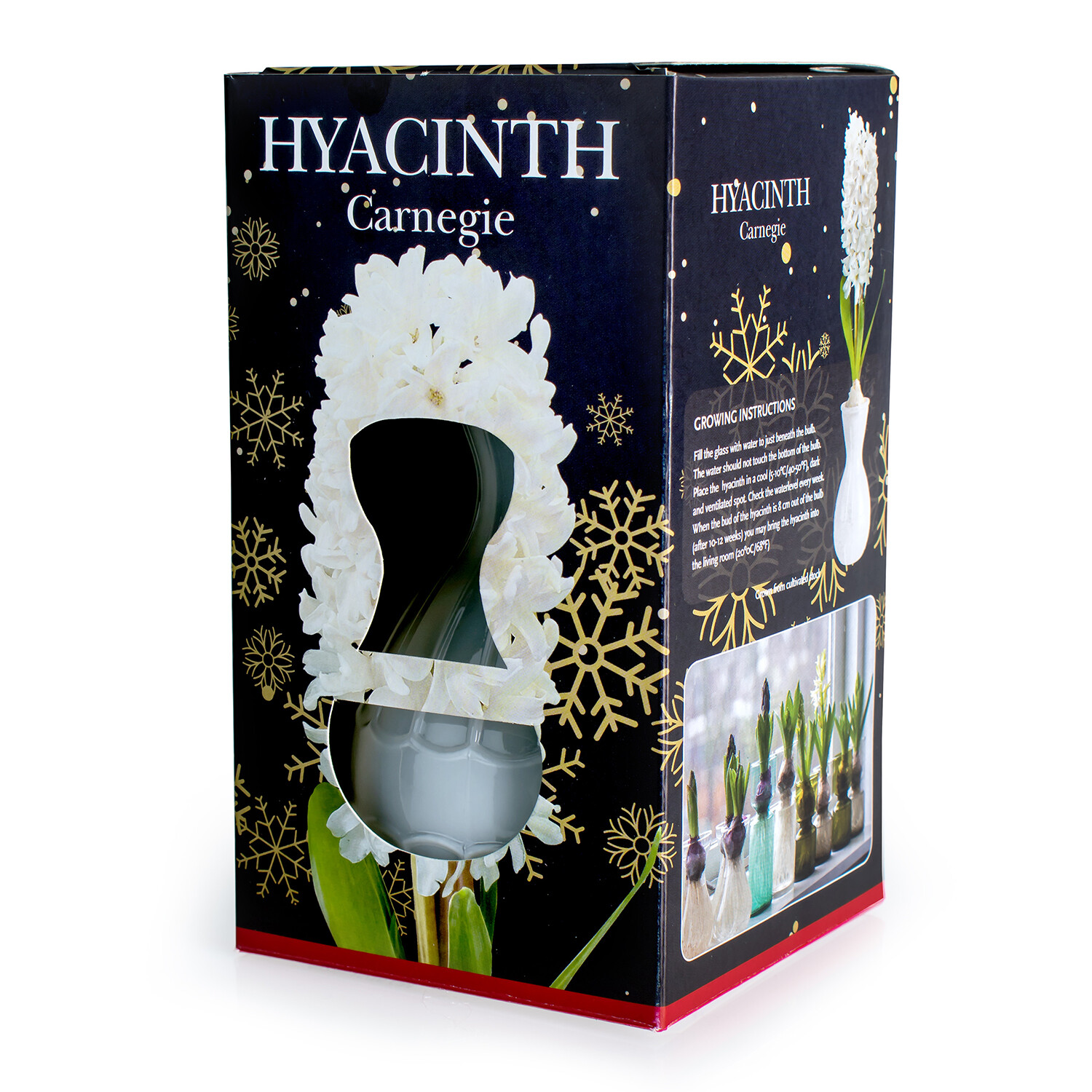 Hyacinth Gift Kit Image 3