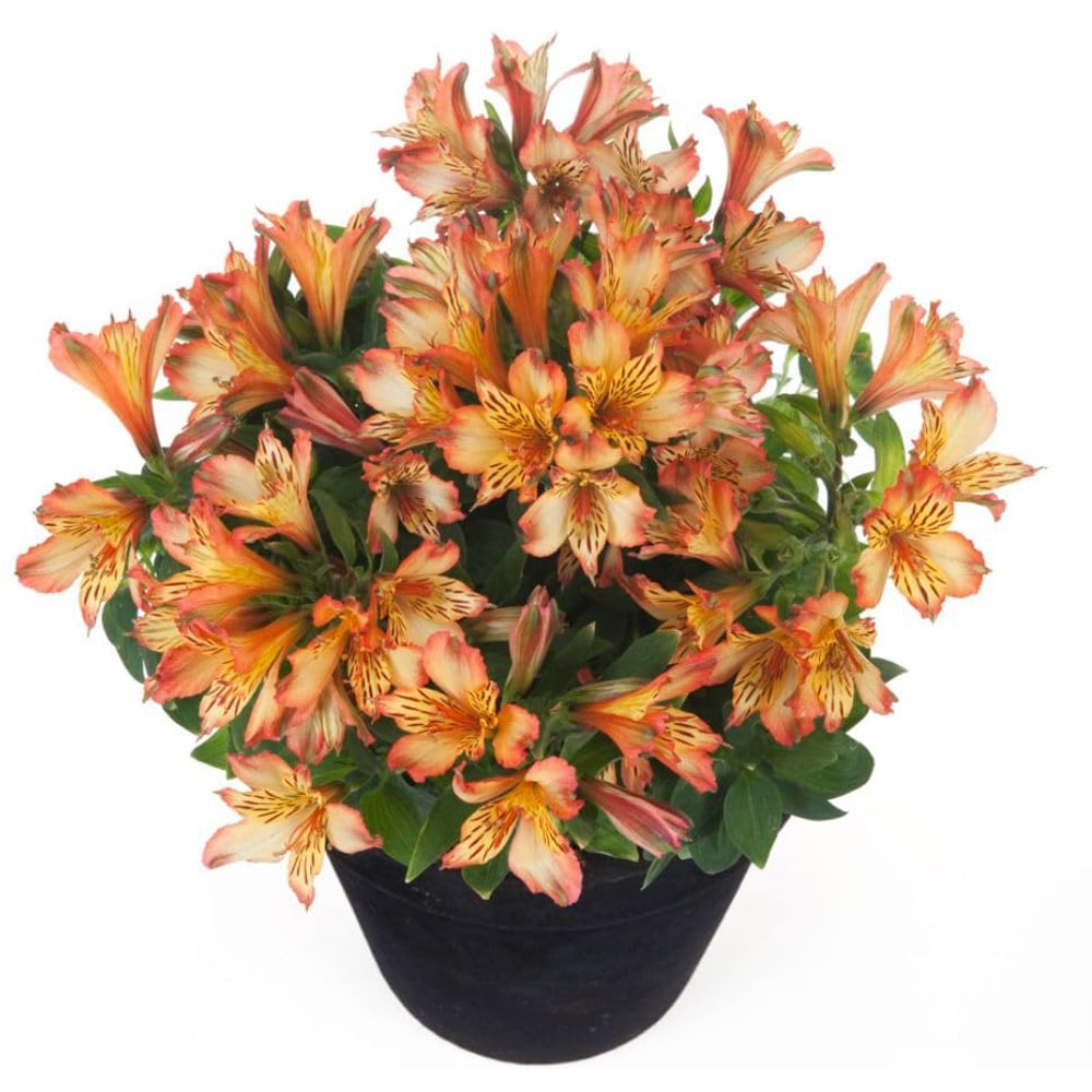 Thompson and Morgan Alstroemeria Inticancha Bryce Tesbryce Plant Pot 3L Image 2