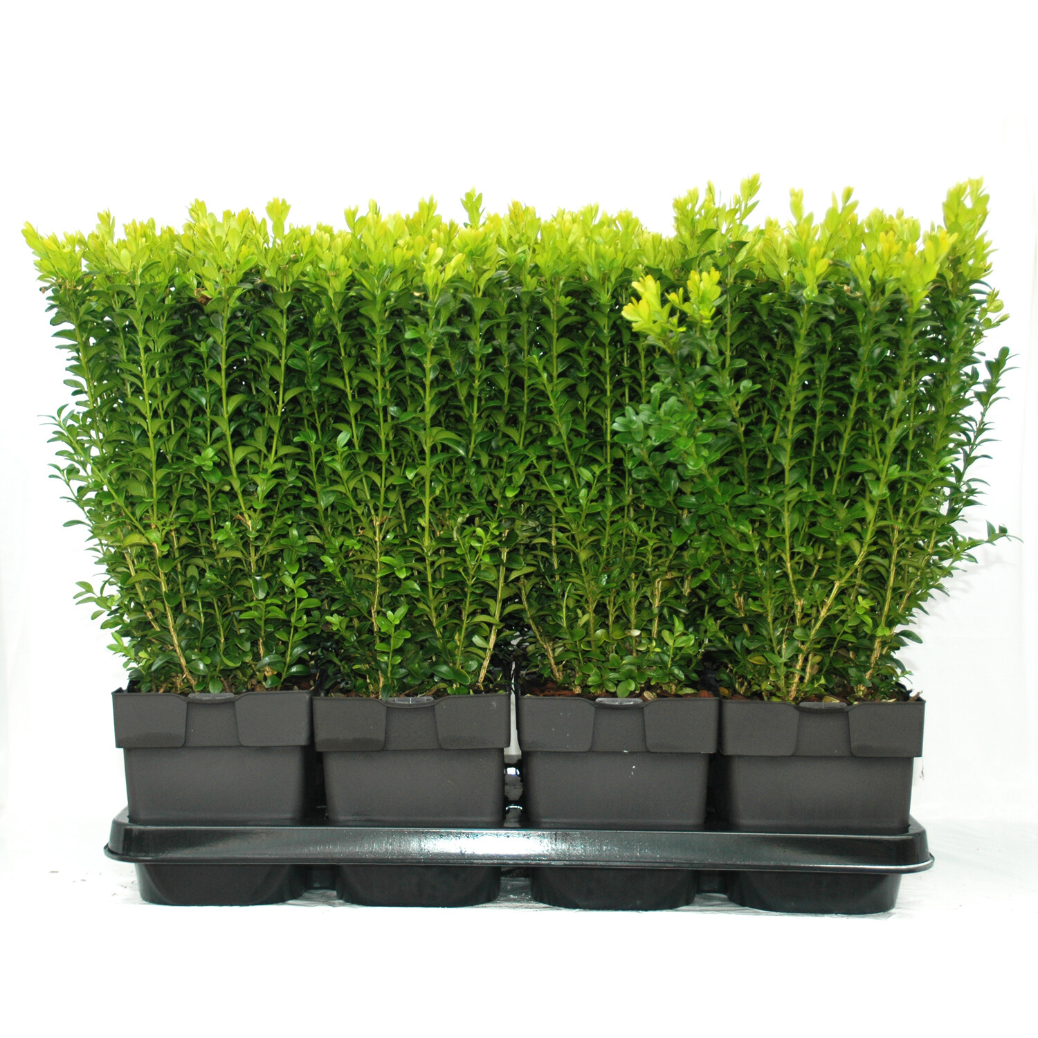 Buxus Semp Shrub 17cm - Green Image