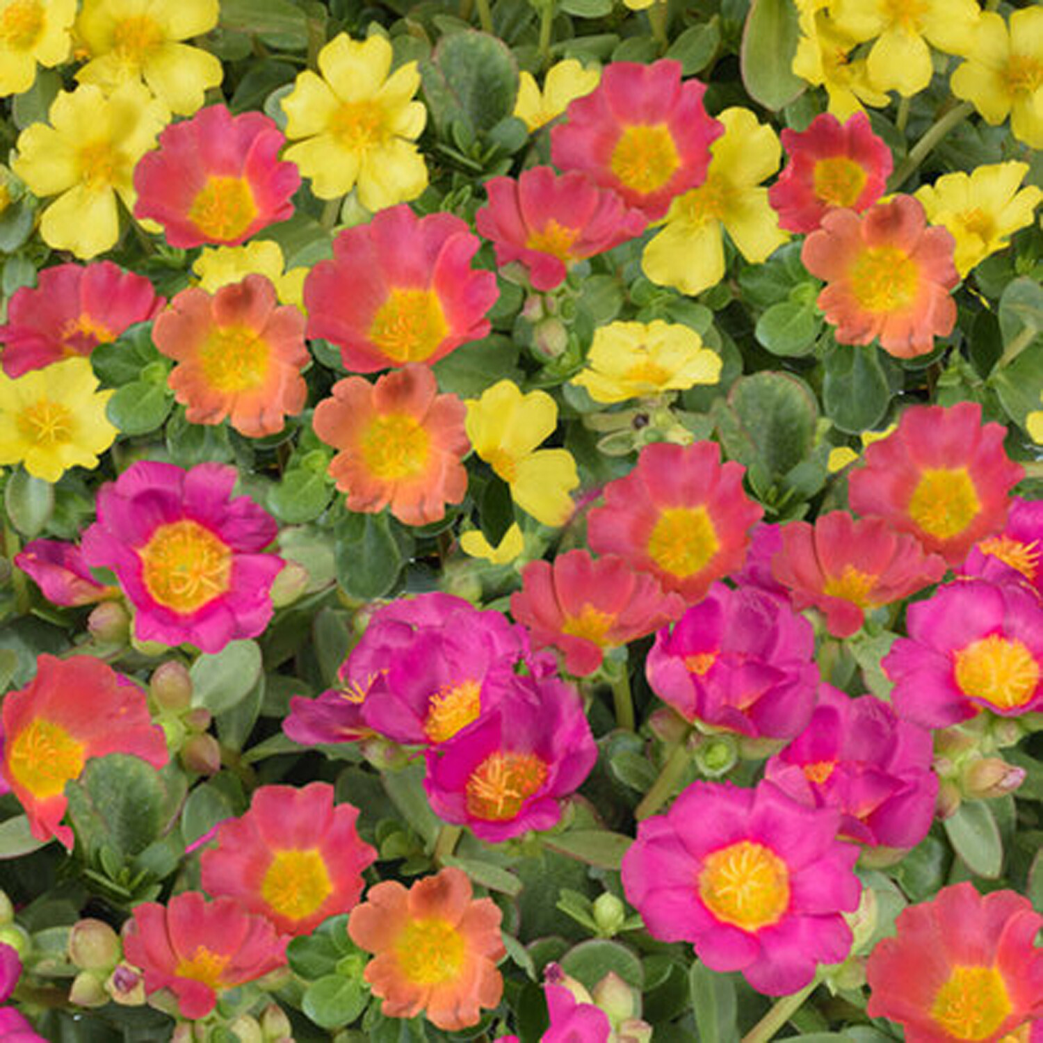 Campino Portulaca Decopot  - Multicolour Image