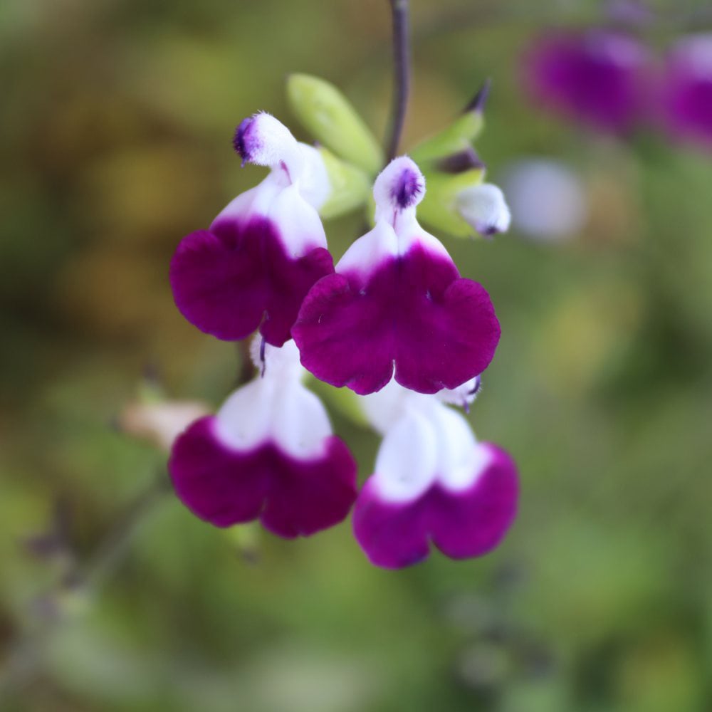 Thompson and Morgan Salvia Amethyst Lips Plant Pot 9cm Image 2