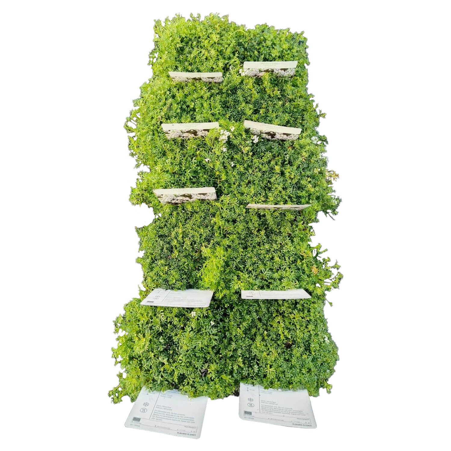 Pritzelago Alpina Icecube - Green Image 1