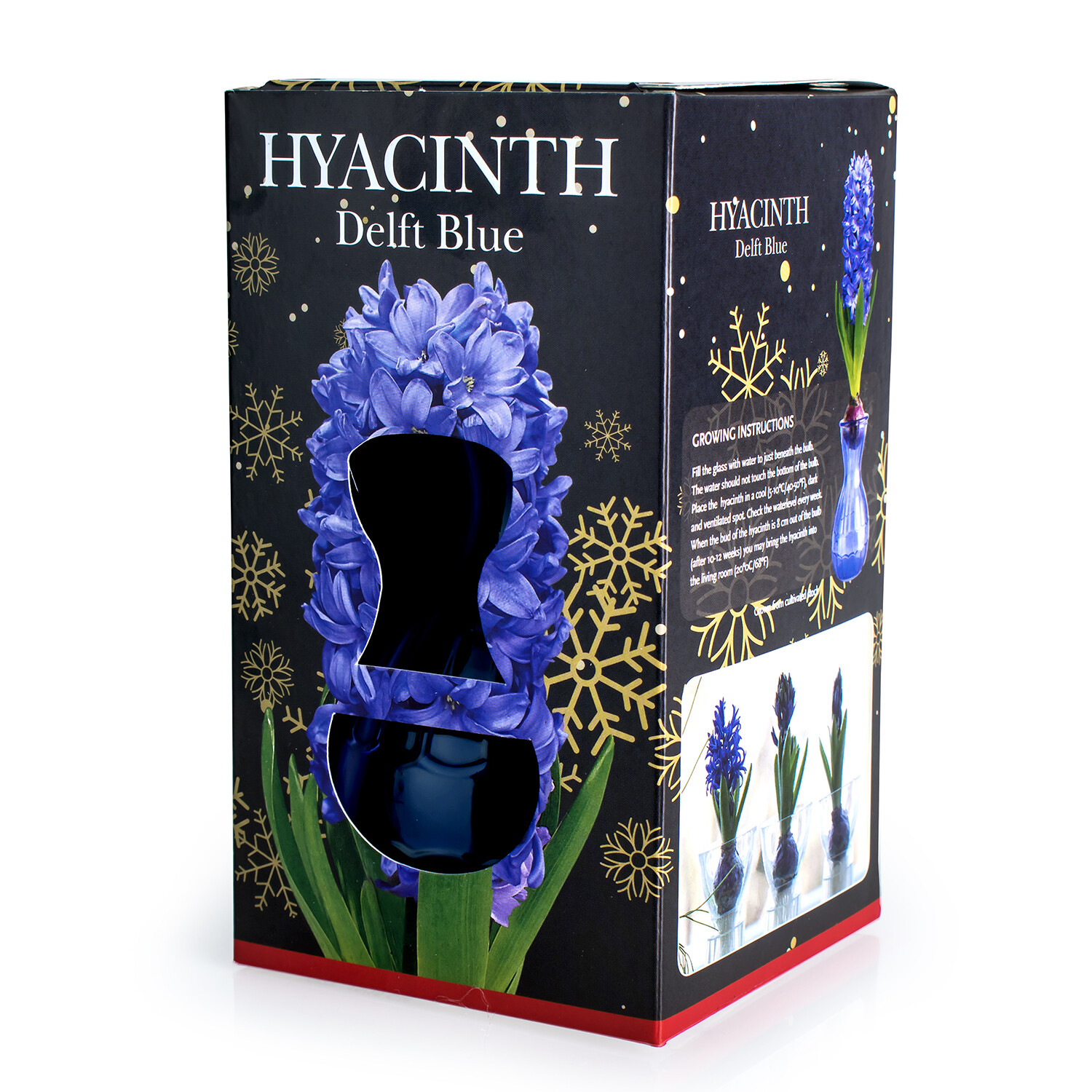 Hyacinth Gift Kit Image 2