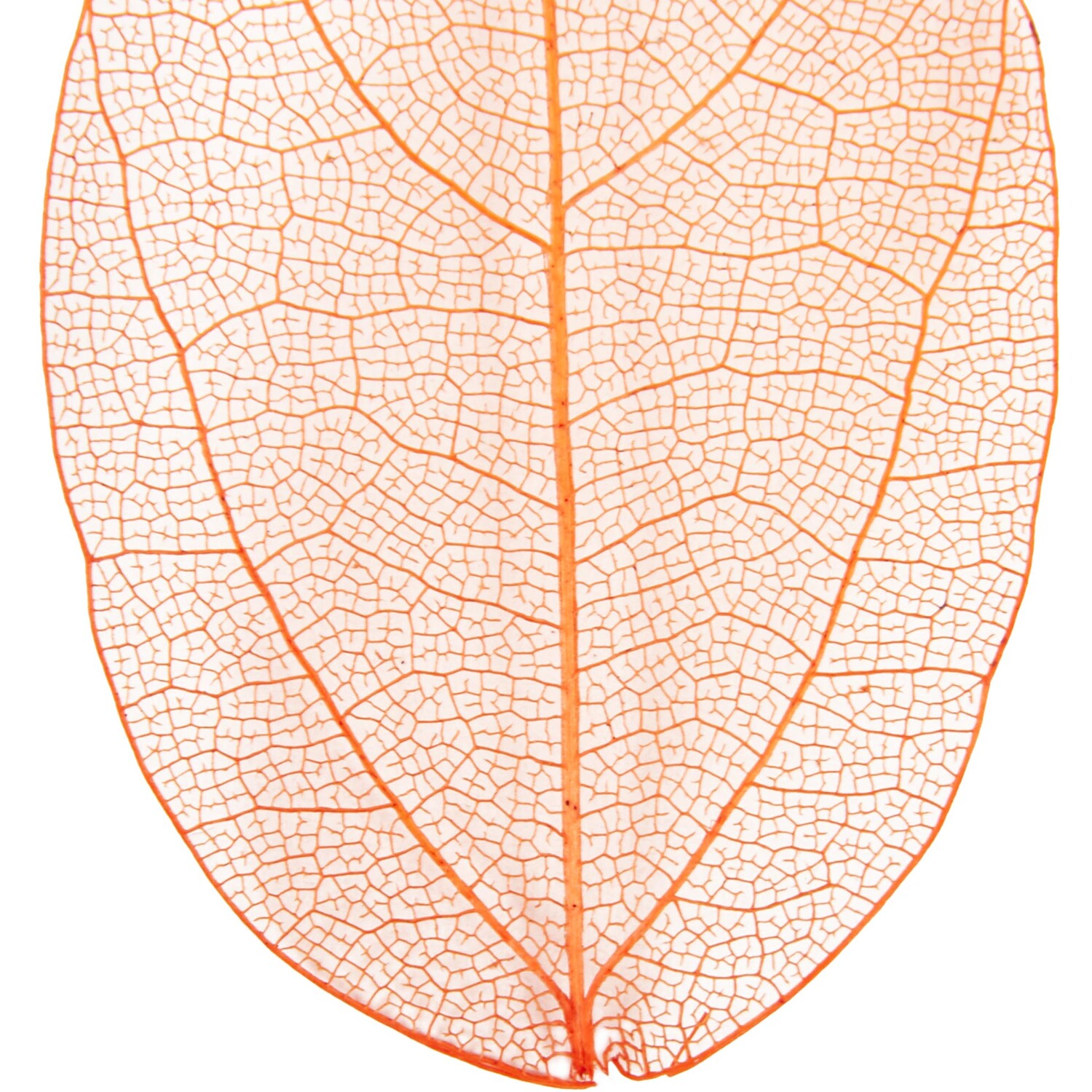 Pack of 40 Autumn Skeleton Leaves Image 5