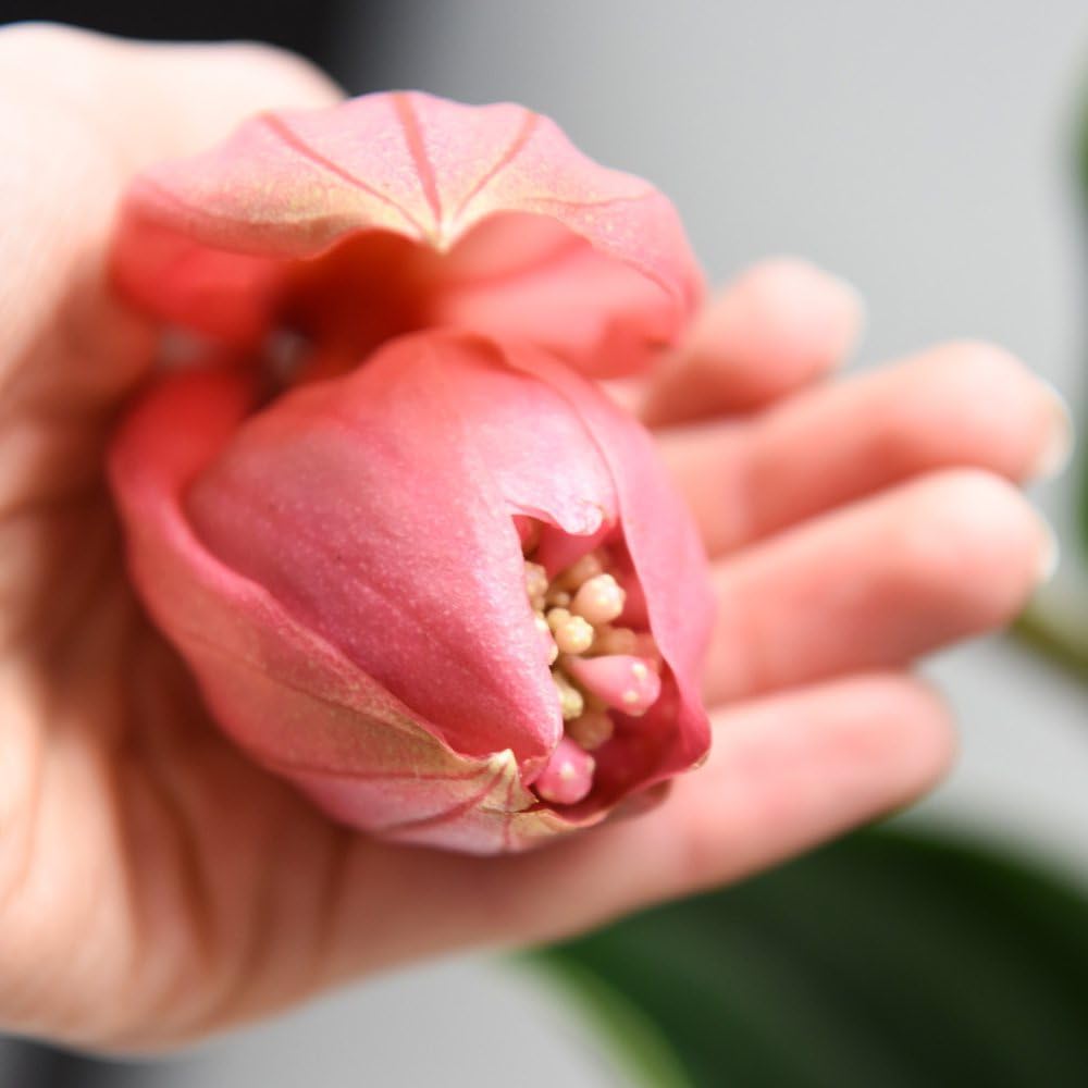 Thompson and Morgan Medinilla Magnifica Flamenco Plant Pot 17cm Image 6