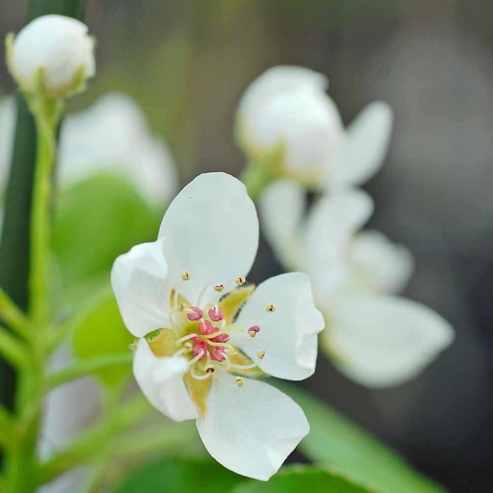 Thompson & Morgan Pear Pyrus Mini Doyenne Du Comice Potted Plant 9cm Image 4