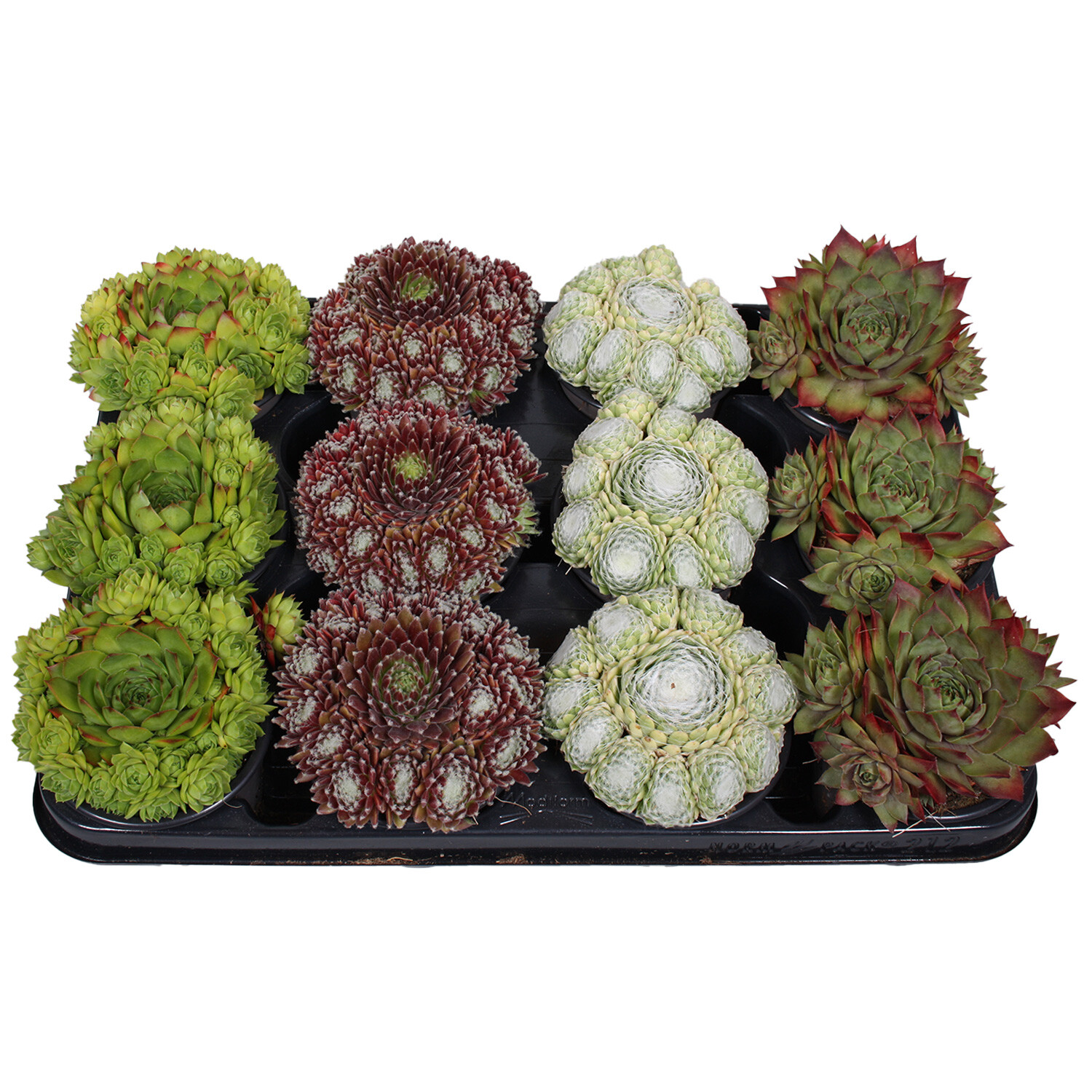 Sempervivum Succulents - 1 Image