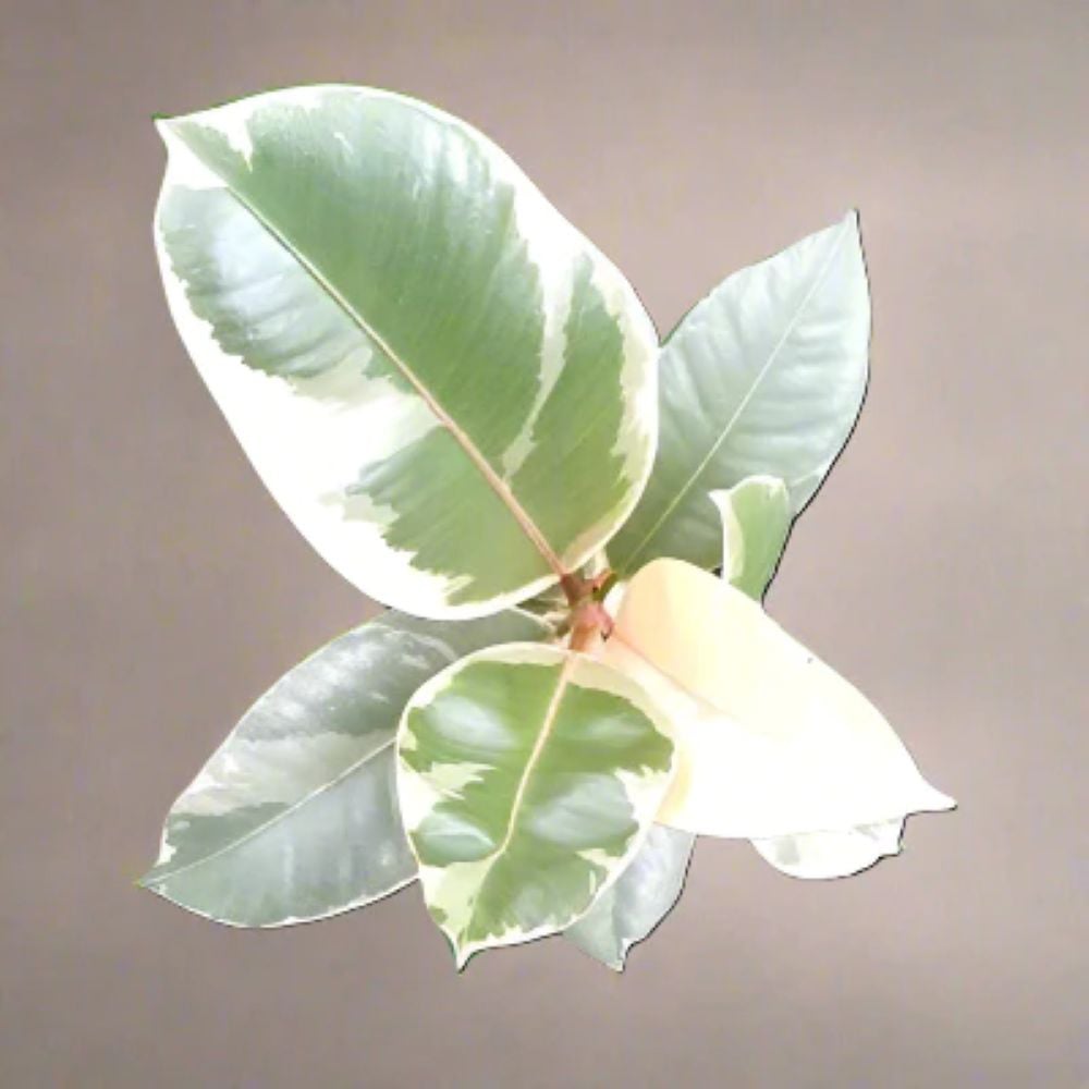 BloomingBritish Ficus Robust Variegated Rubber Plant Image 3