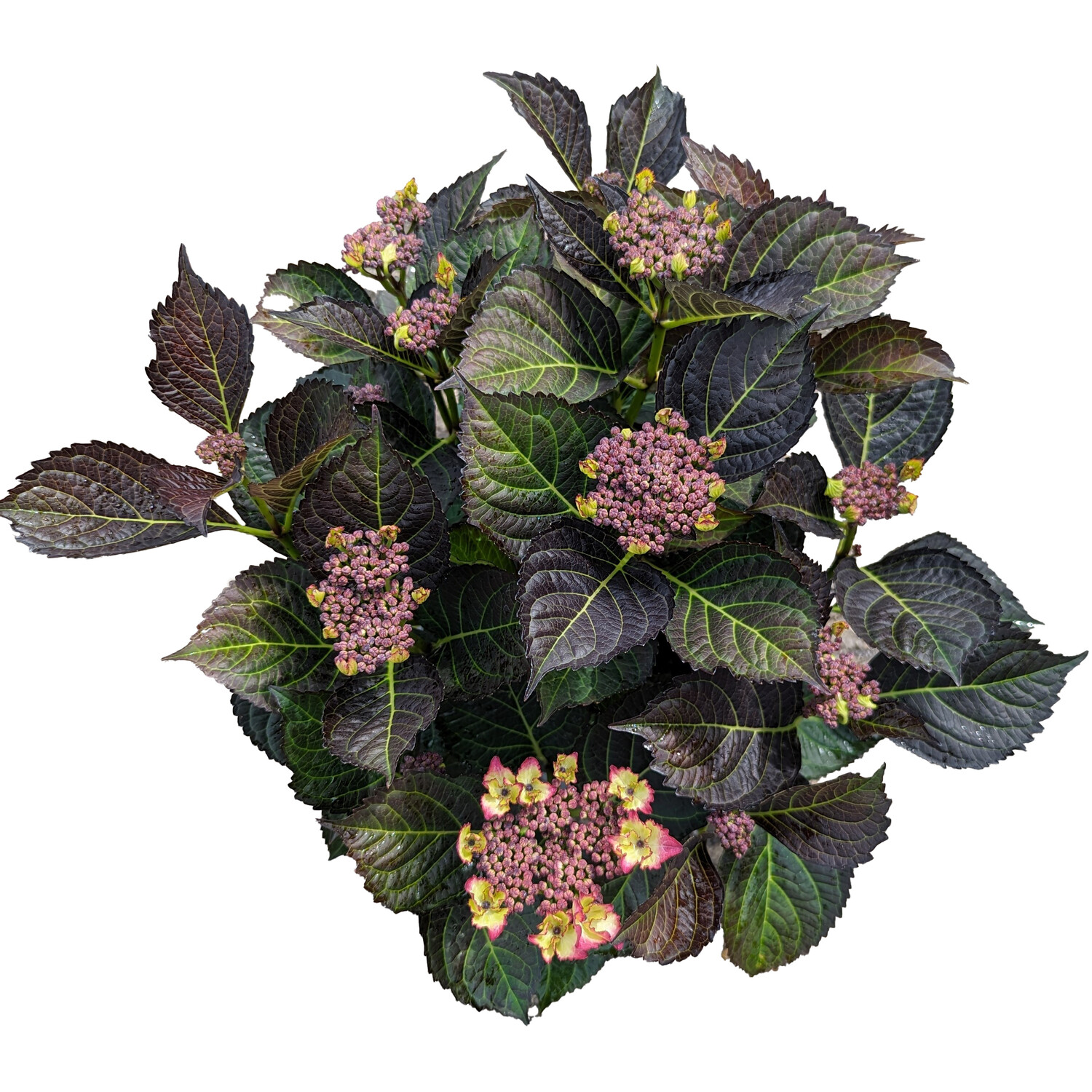 Hydrangea Dark Leaf Mix 35cm - Multicolour Image