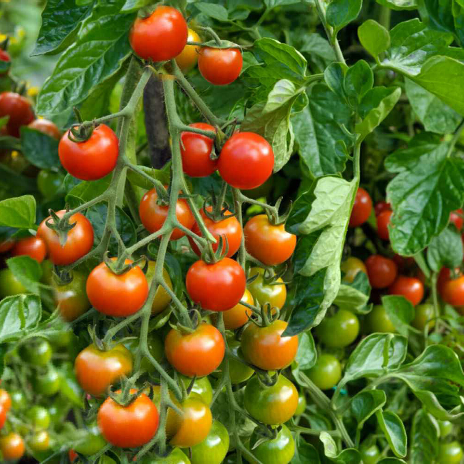 Tomato Bush Plant - Red Image
