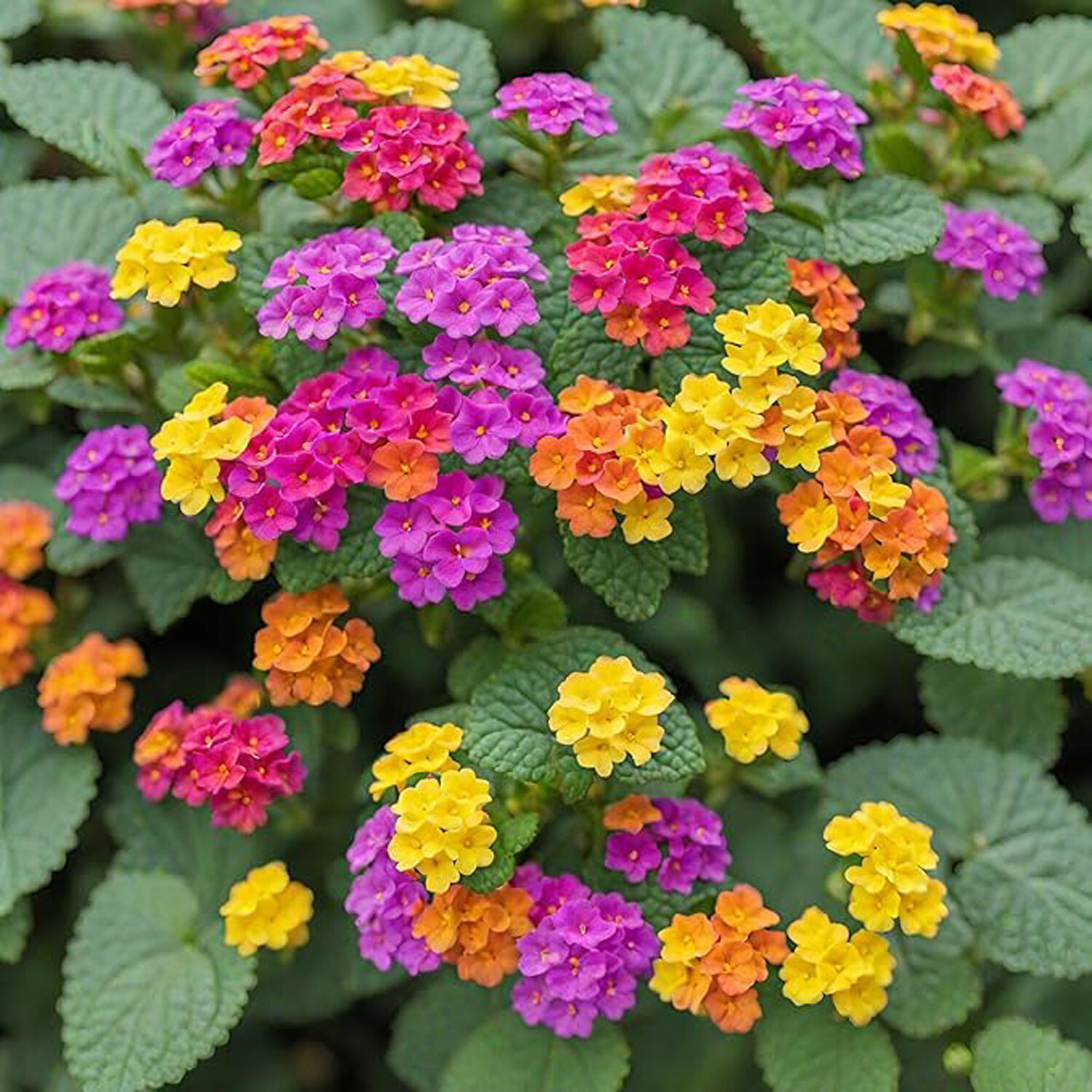 Lantana Colour Mix Pot - Multicolour Image