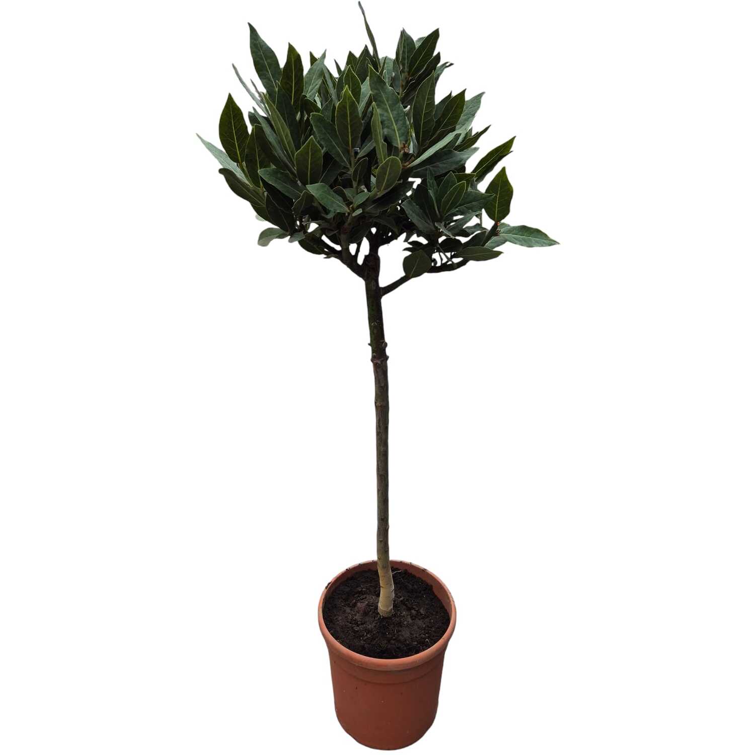 Bay Tree 20cm - Green Image