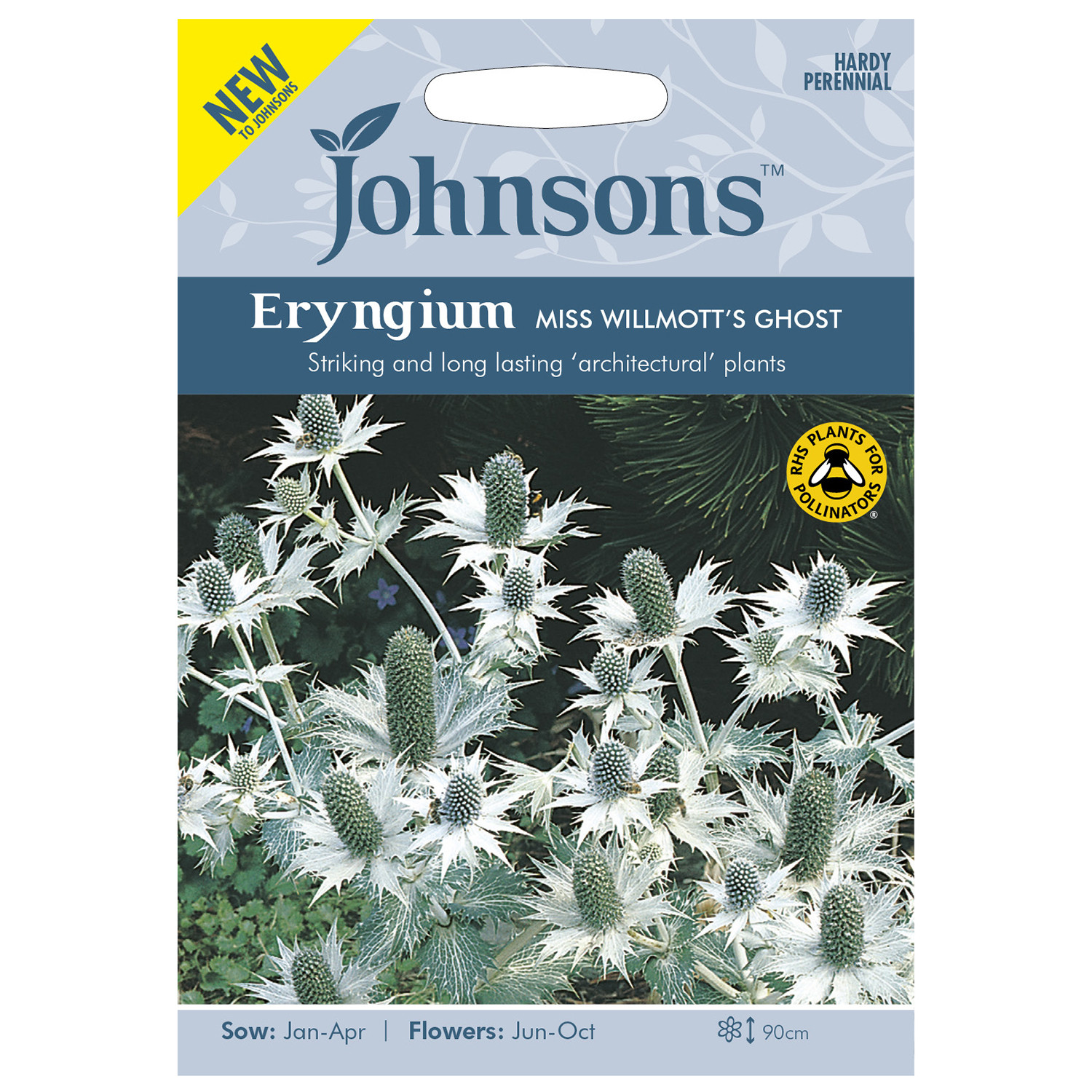 Johnsons Eryngium Miss Willmotts Ghost Image 1
