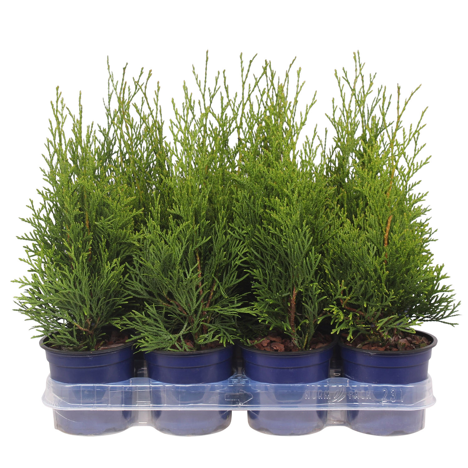 Thuja Occidentalis Smaragd 11cm - Green Image