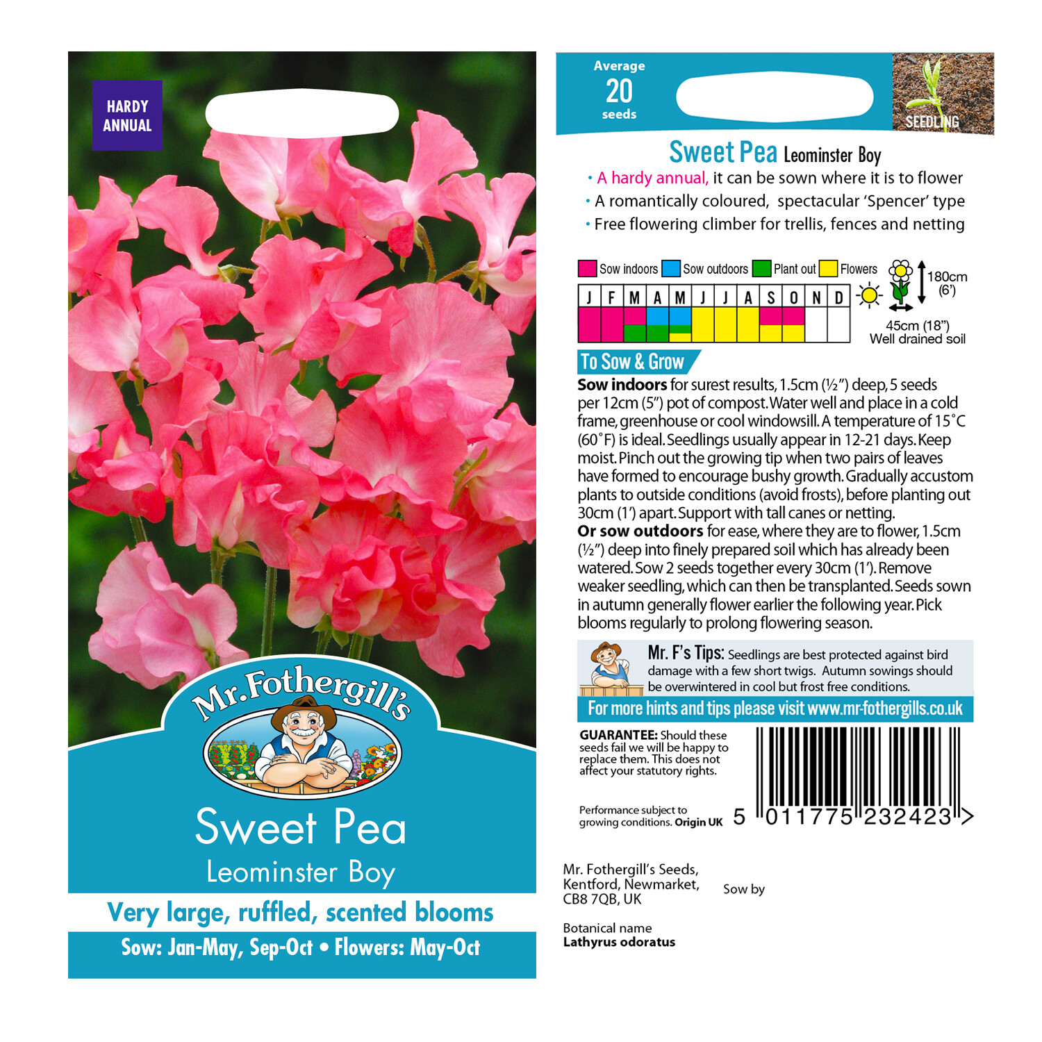 Sweet Pea Leominster Boy Image