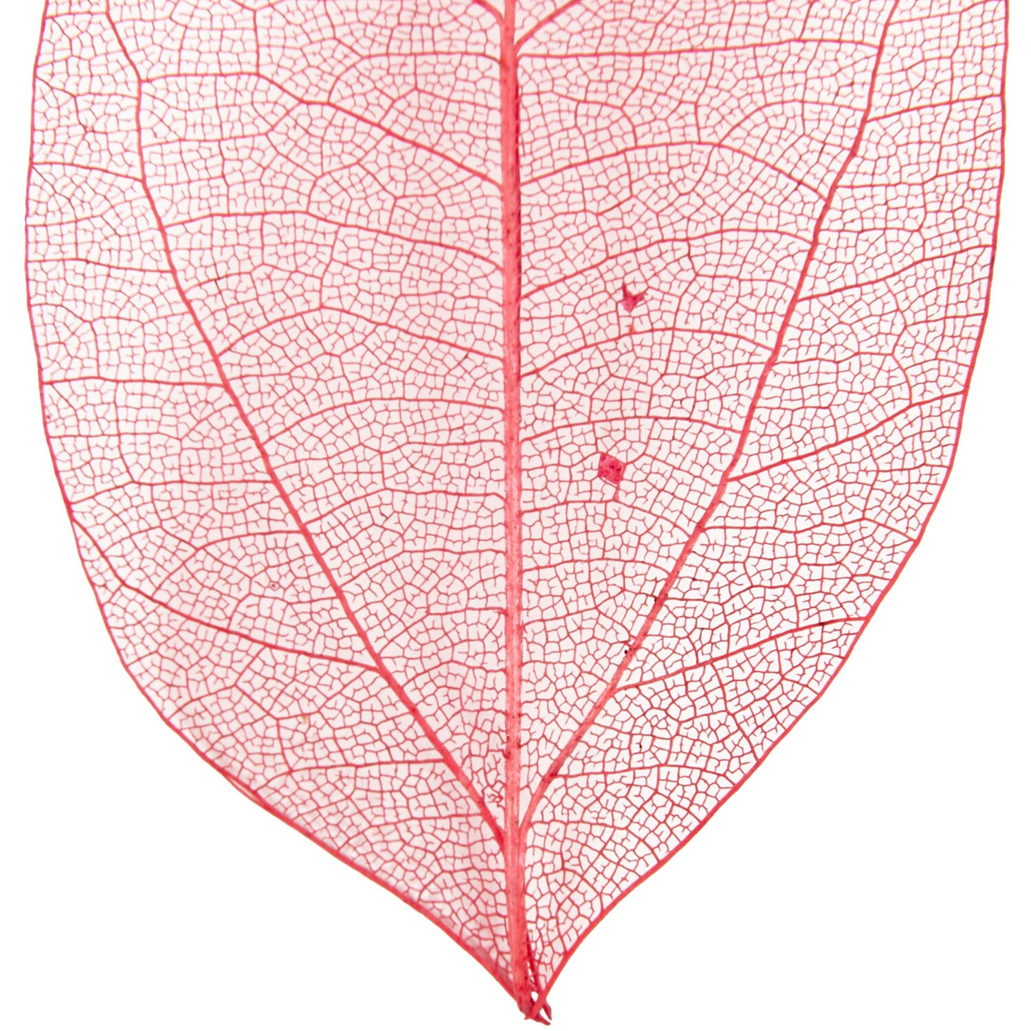 Pack of 40 Autumn Skeleton Leaves Image 4