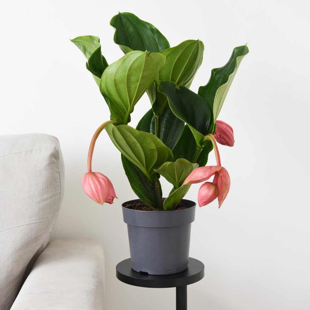 Thompson and Morgan Medinilla Magnifica Flamenco Plant Pot 17cm Image 7