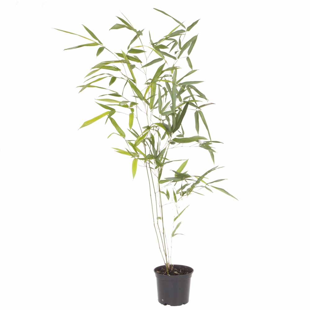 YouGarden Green Bamboo Plant 2L Pot Image 5