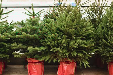 plant-xmas-tree-blog.jpg