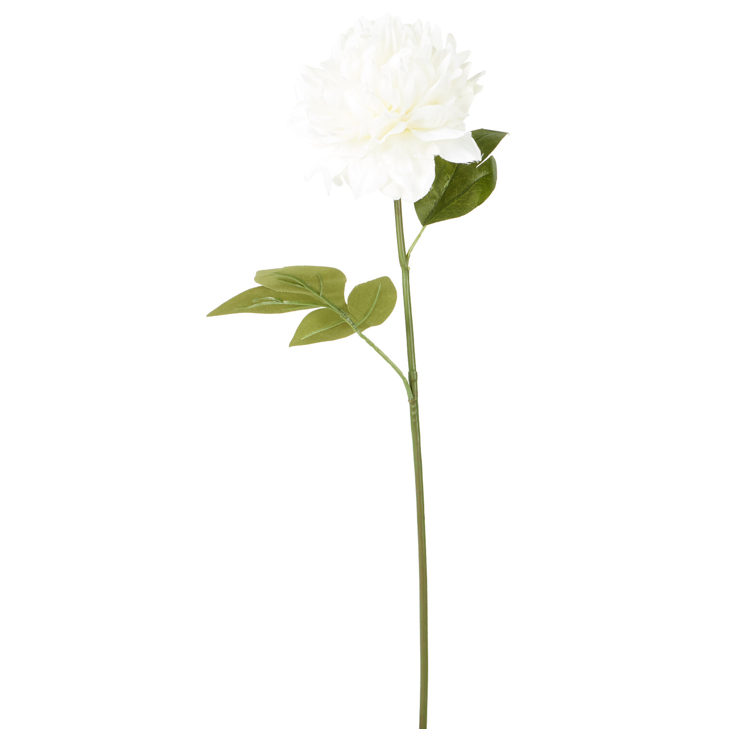 Assorted Pom Stem  - Yellow or Cream Image 2