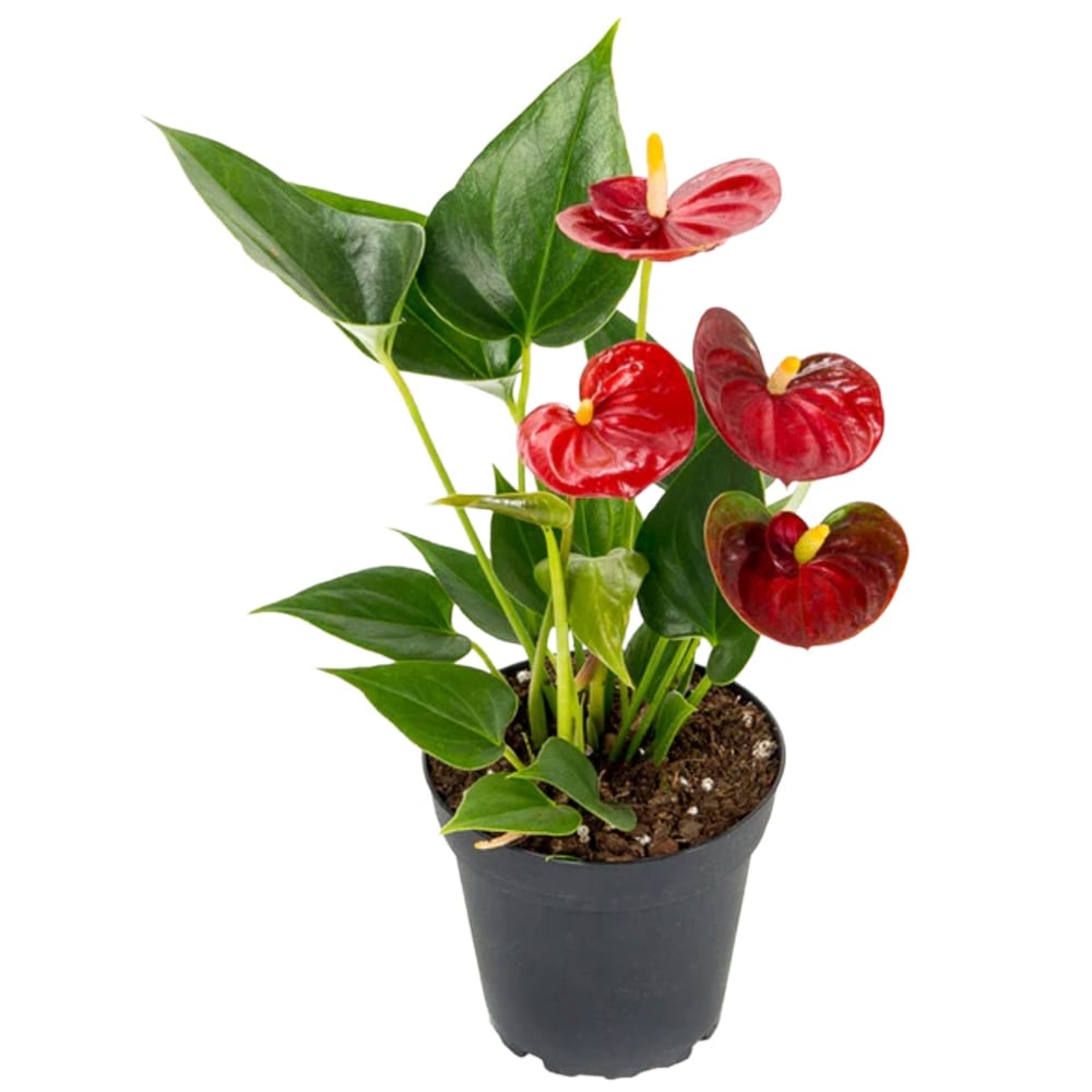 BloomingBritish Anthurium Red Flower Plant Image 2