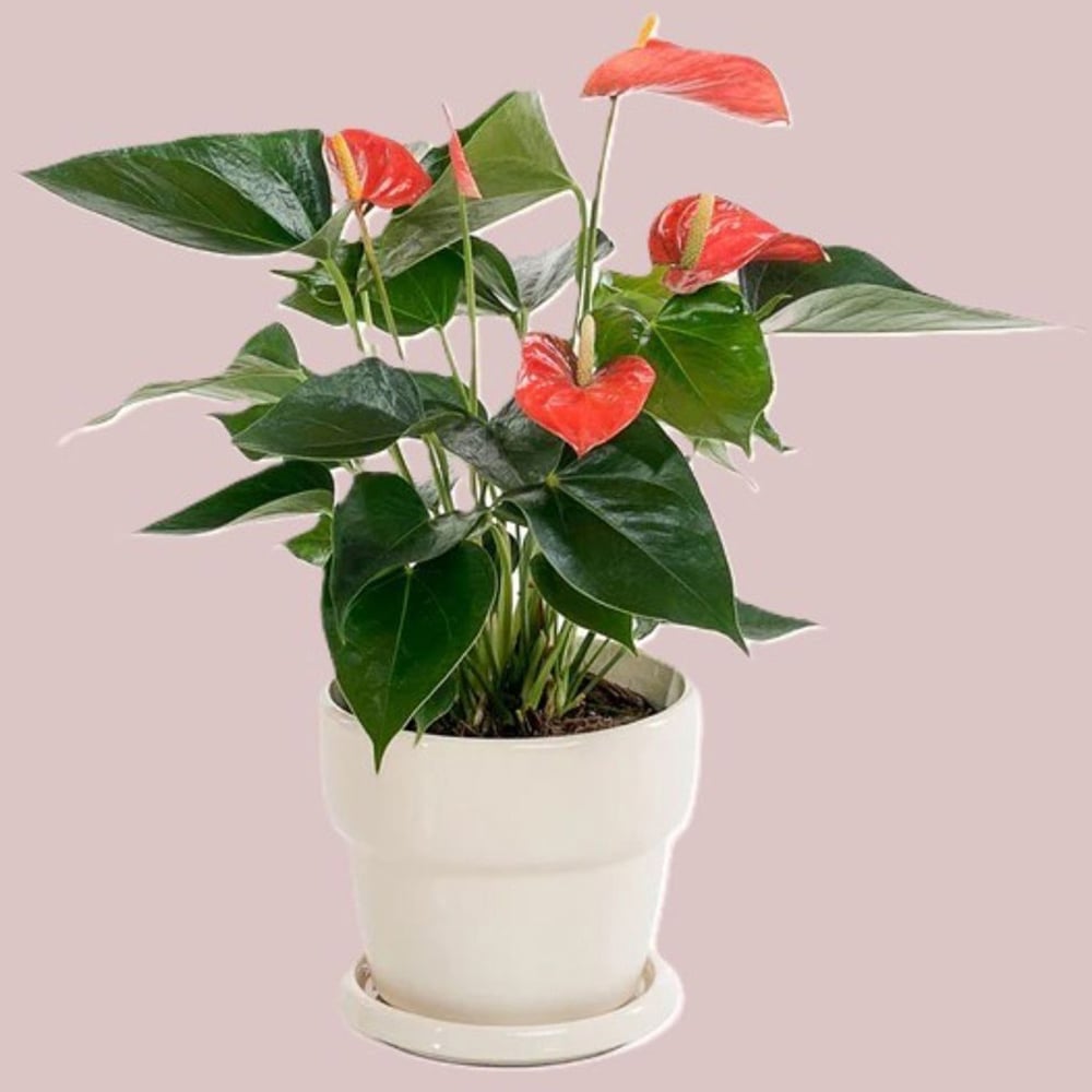 BloomingBritish Anthurium Red Flower Plant Image 3