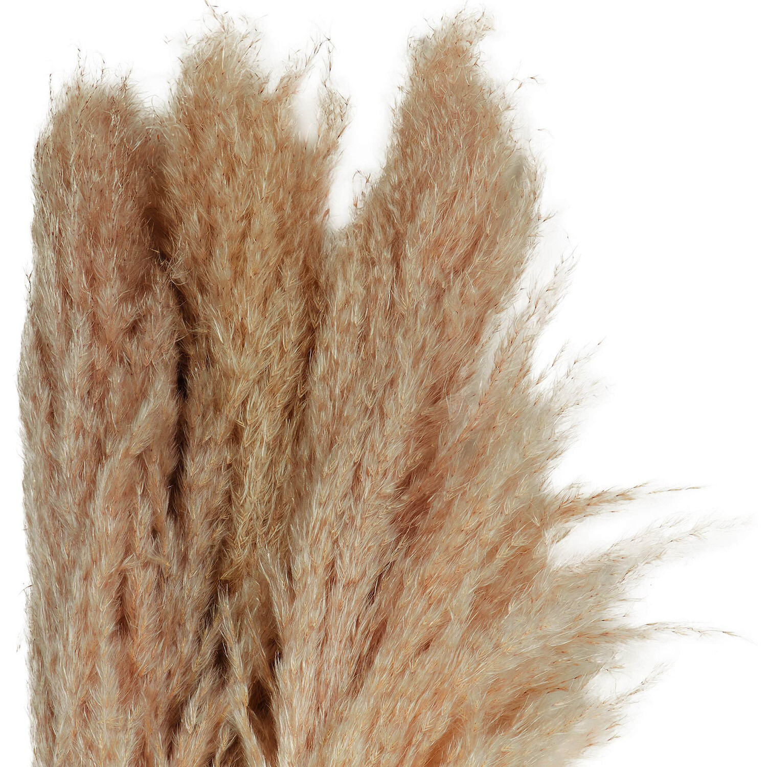 Set of 3 Pampas Grass Natural Image 2