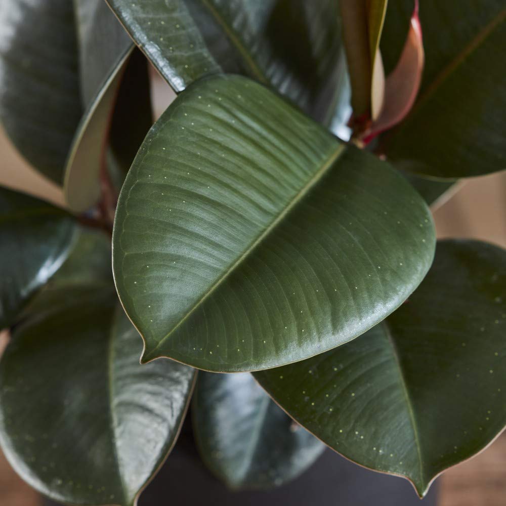 Thompson & Morgan Ficus Indian Rubber Plant Potted Plant Image 5