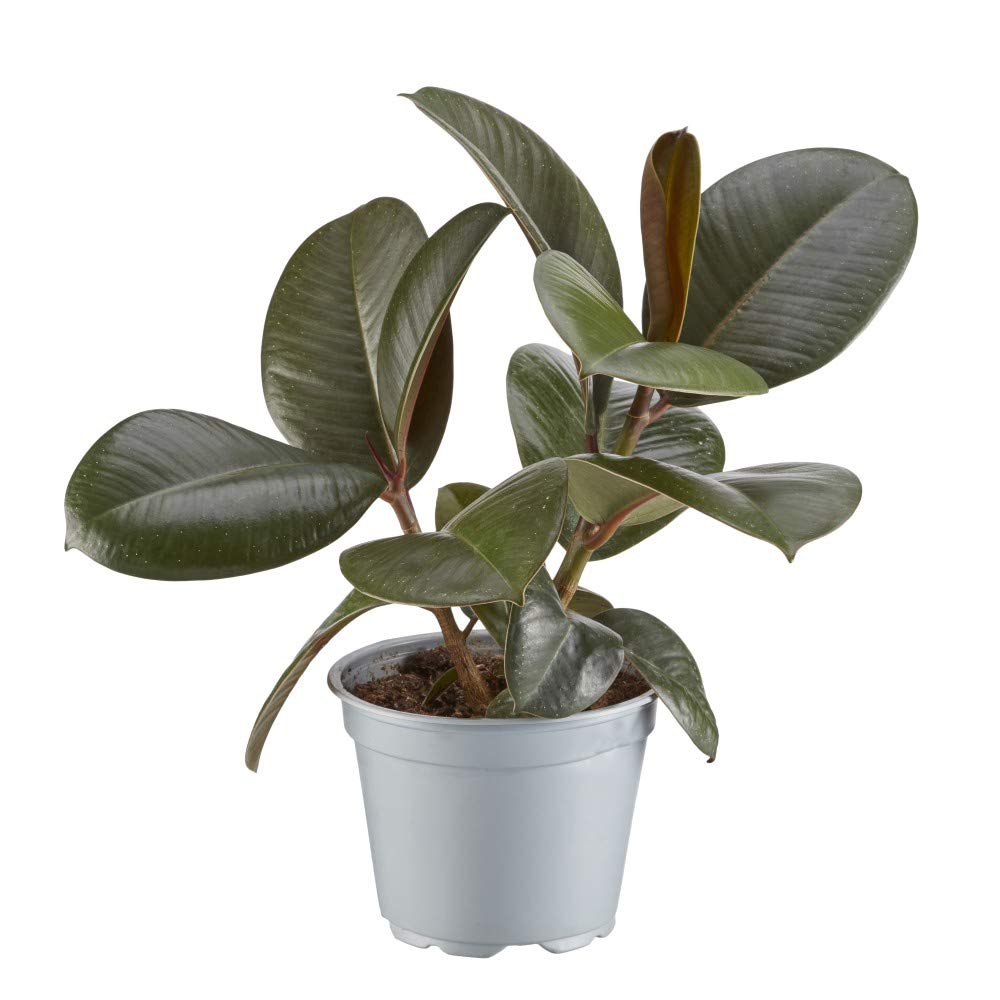 Thompson & Morgan Ficus Indian Rubber Plant Potted Plant Image 8