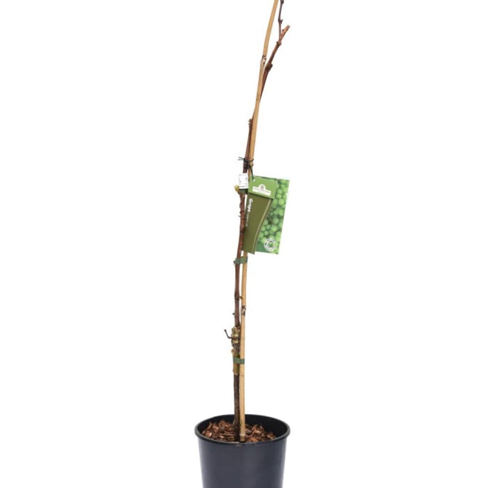 Thompson and Morgan Grape Vitis Autumn Royal Plant Pot 3L Image 2