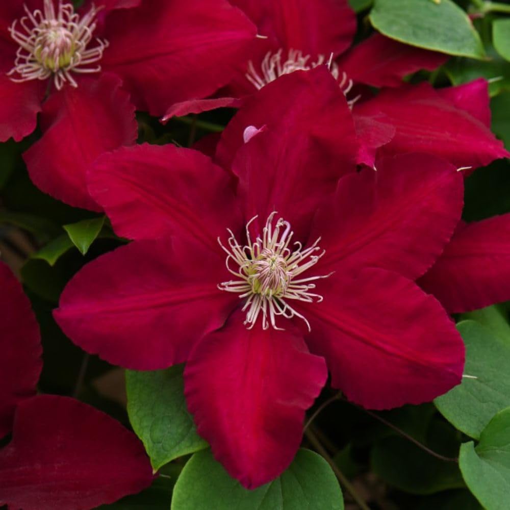 Thompson and Morgan Clematis Rebecca Plant Pot 3L Image 1