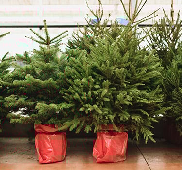 plant-christmas-tree-blog.jpg