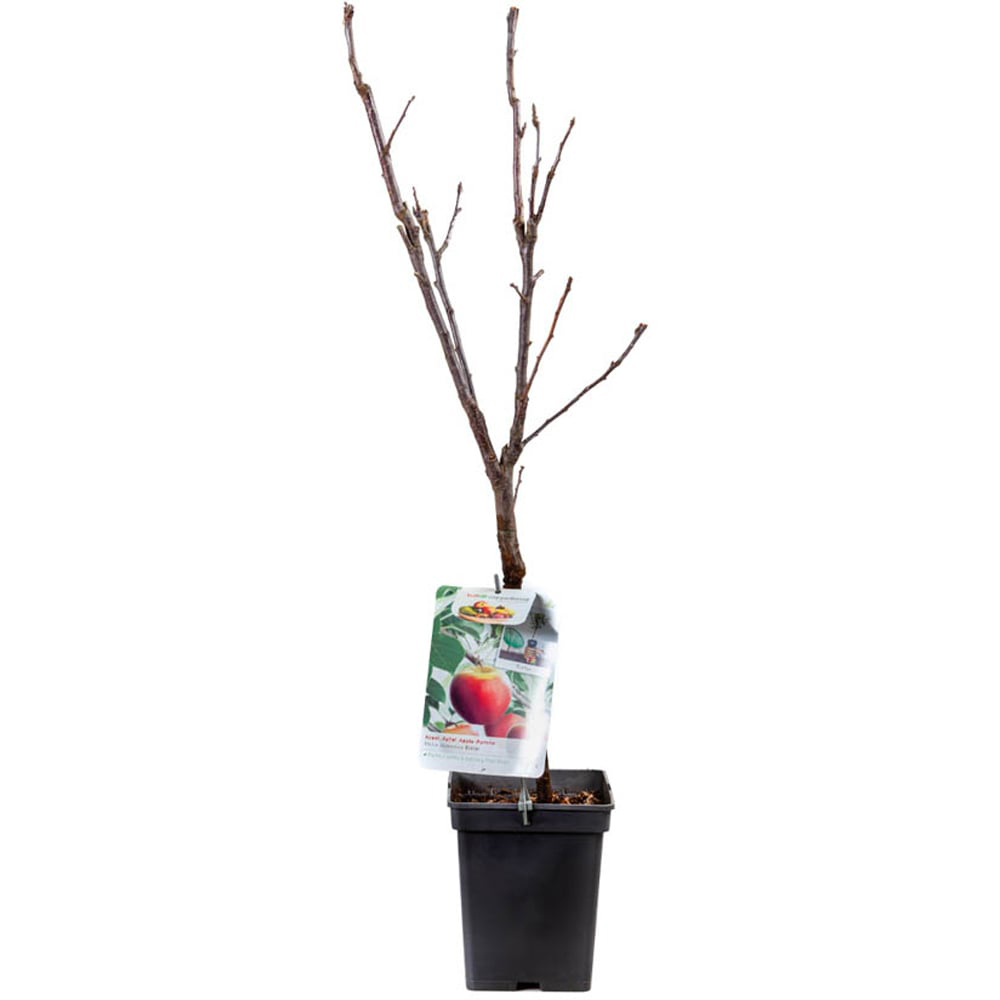 YouGarden Apple Elstar Patio Tree in Pot 5L Image 2
