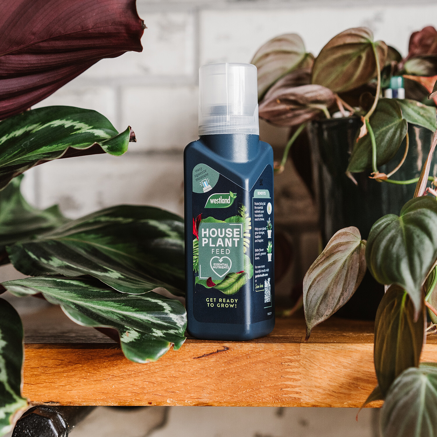 Westland Feed Concentrate 200ml - Houseplants Image 2