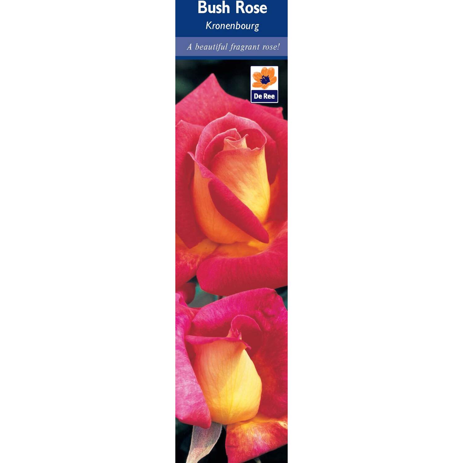 Pre-Packed Rose Image 12